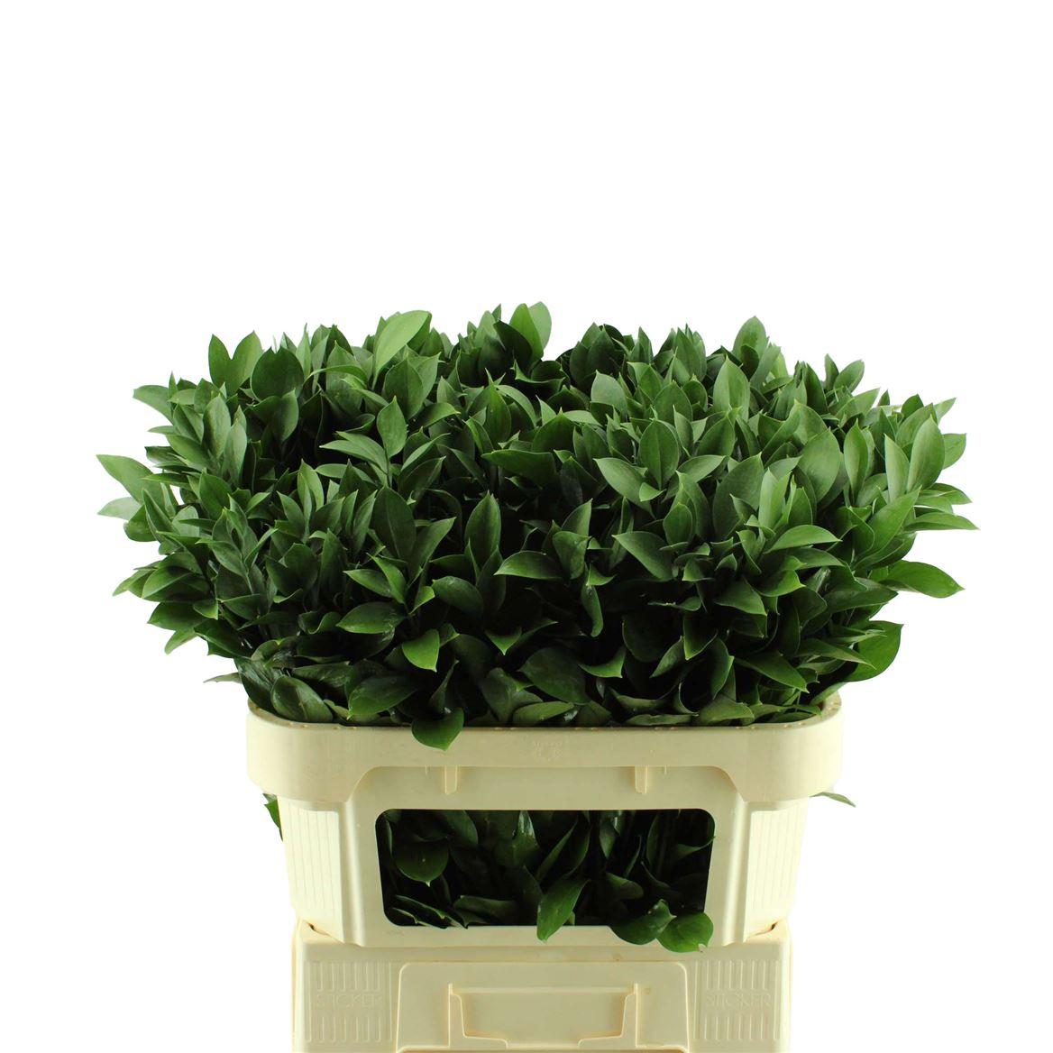 Ruscus Hypophyllum