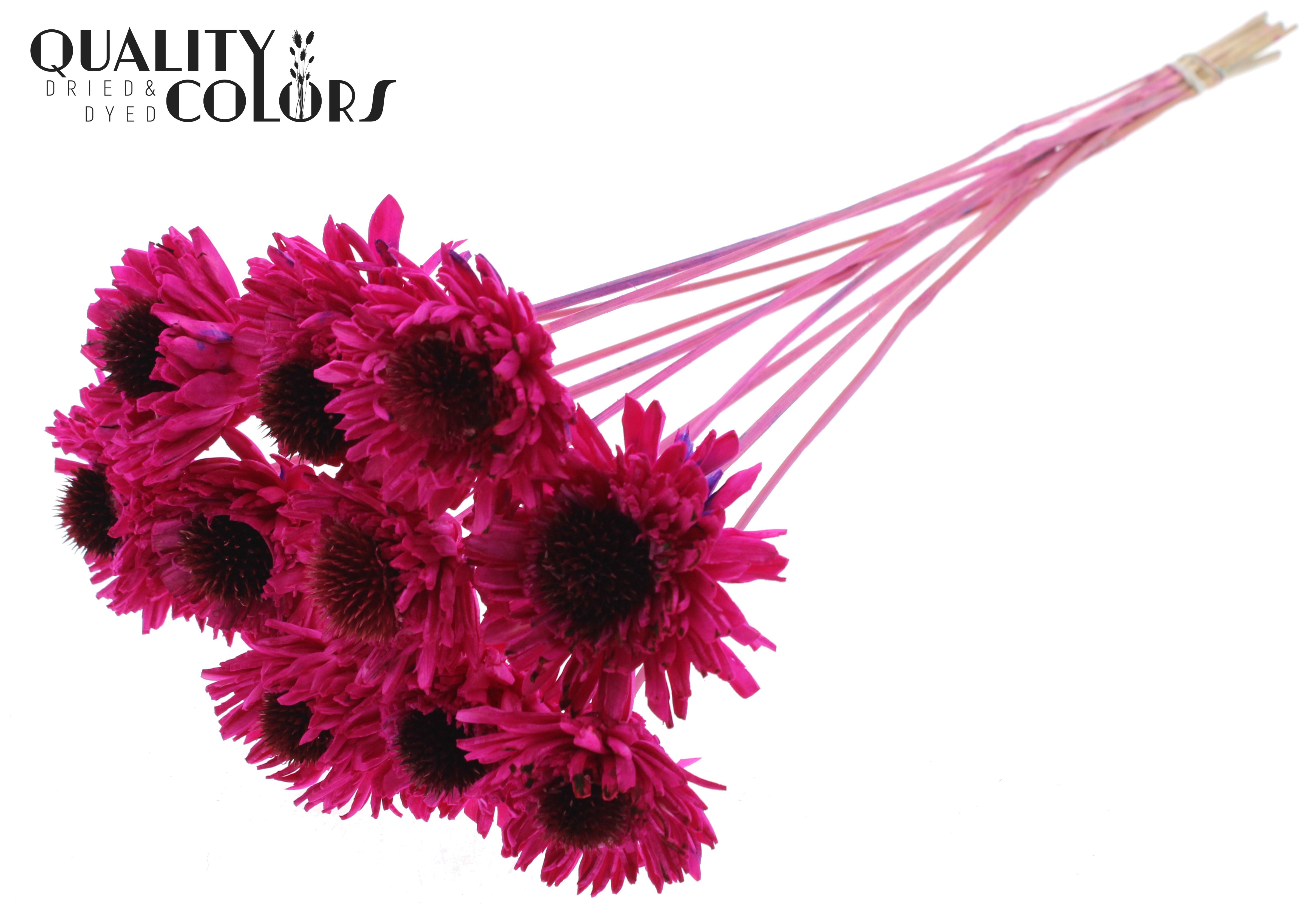 Shola Daisy Sunflower Lilac 50cm