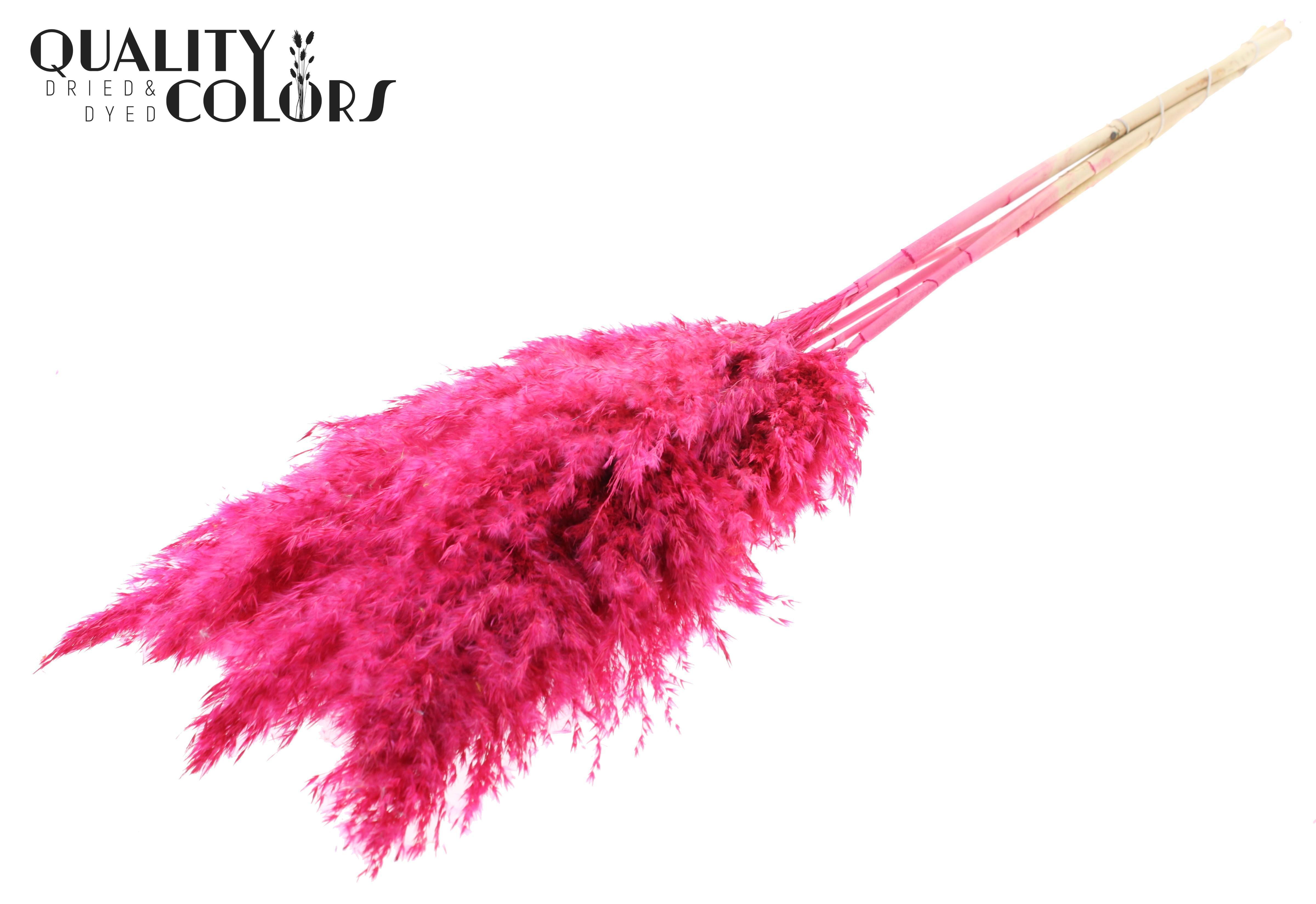 Pampas Grass Cerise Per Bunch 100cm
