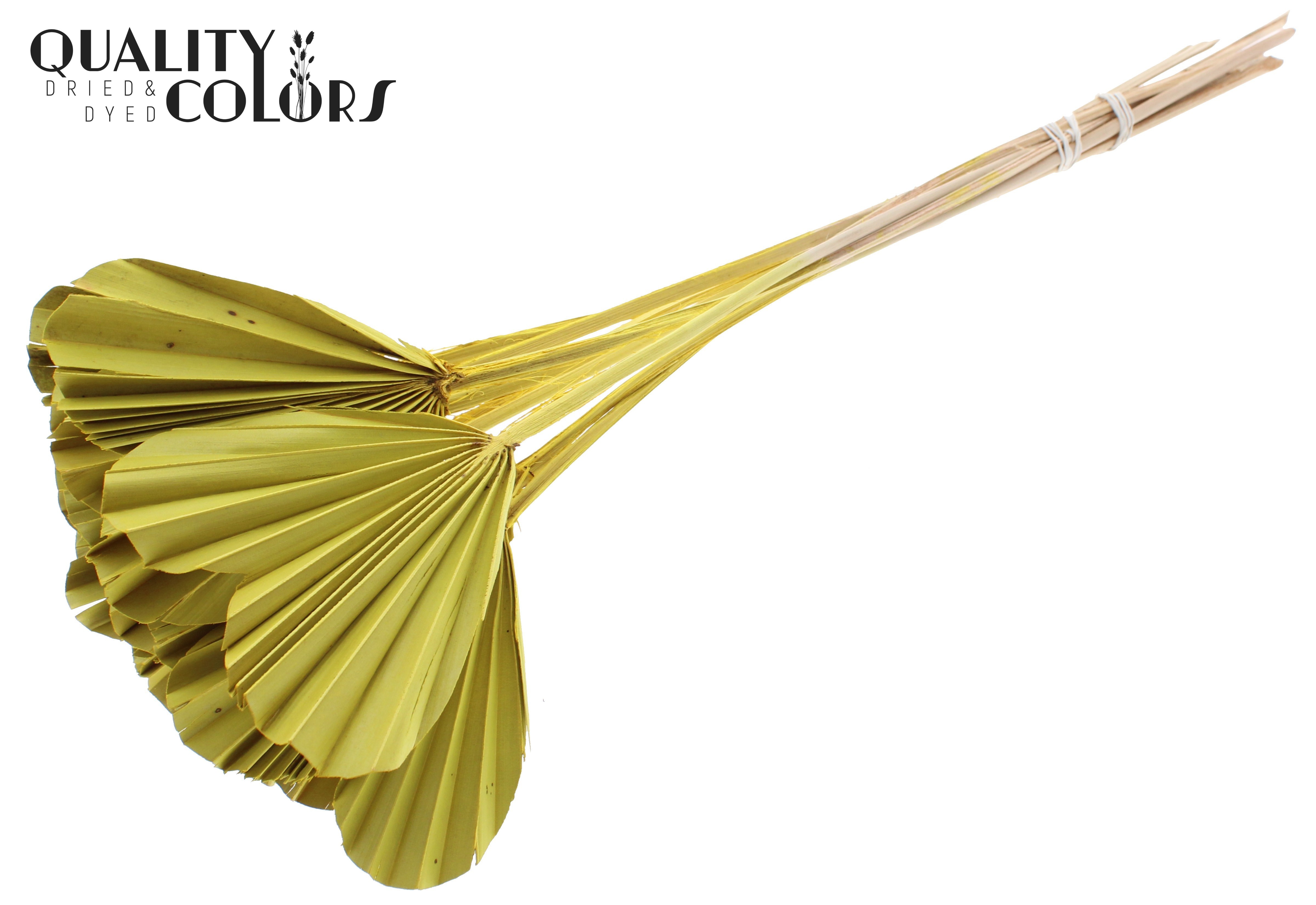 Palm Spear Heart Yellow 45cm