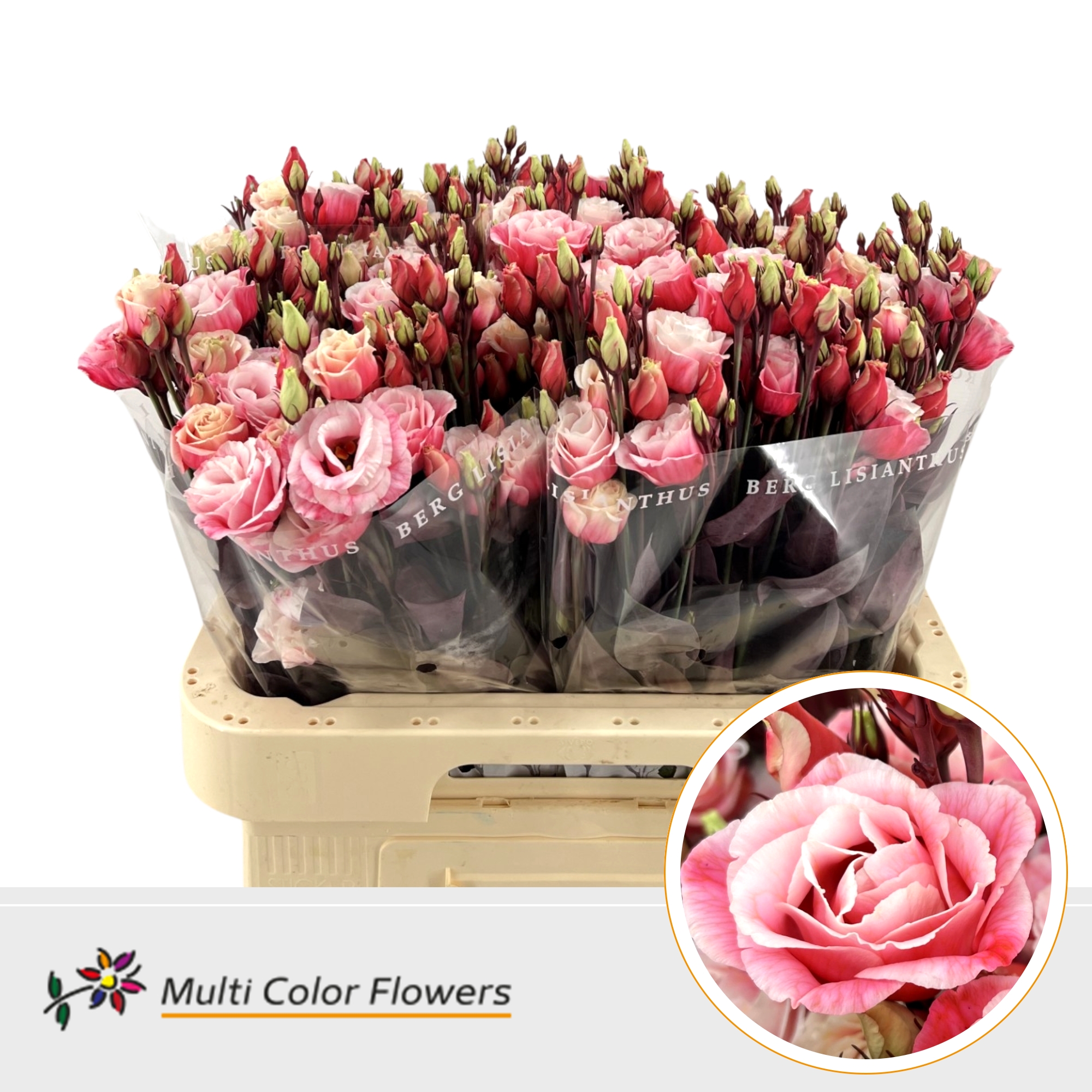 Eustoma Double Painted Explosion 60cm
