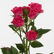 Rosa Spr Lianne 50cm