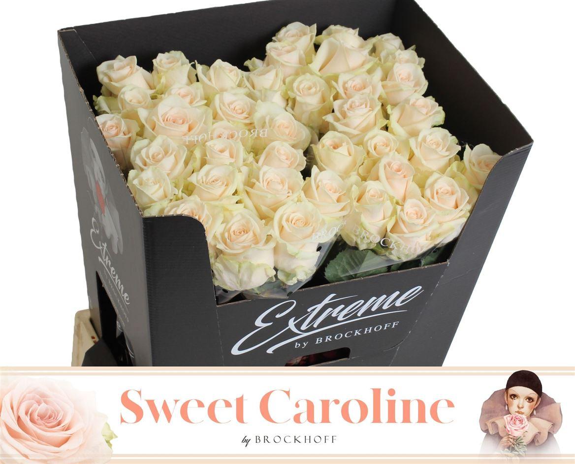 R Gr Sweet Caroline