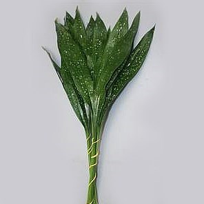 Aspidistra Eliator 60cm