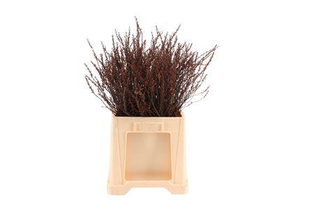 Gagel ( Myrica ) 60cm