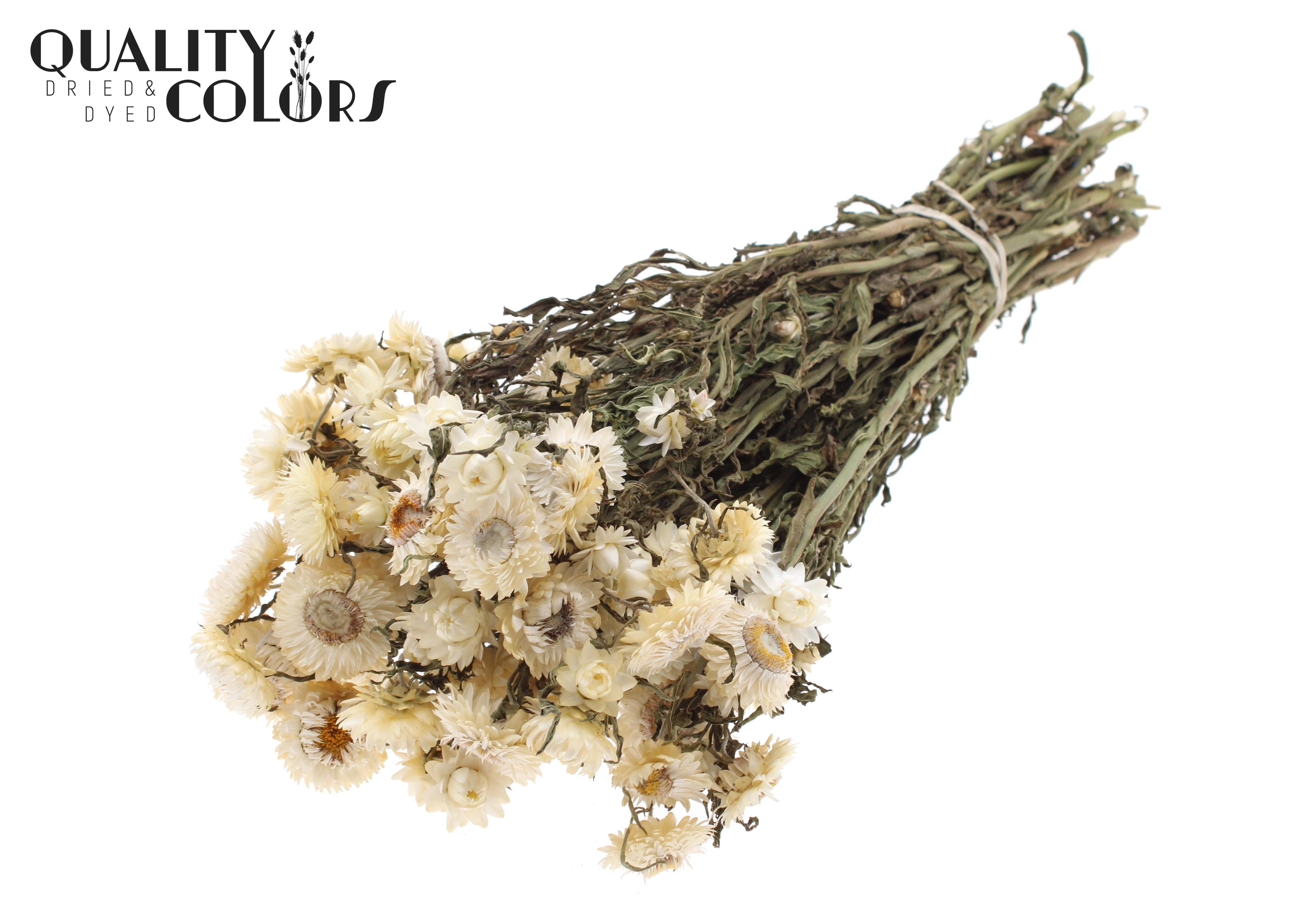 Helichrysum Natural White Per Bunch 45cm