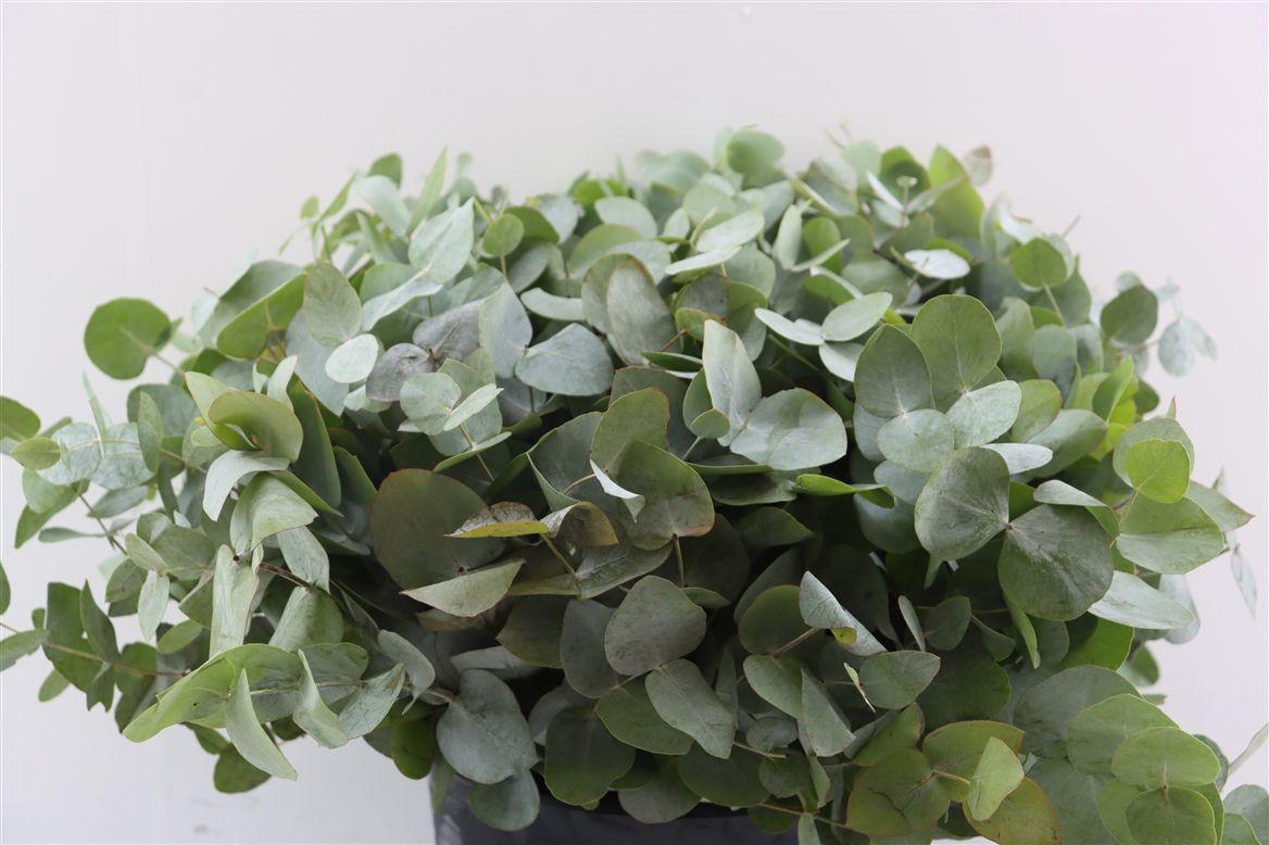 Euca Cinerea 45 Cm P Stem