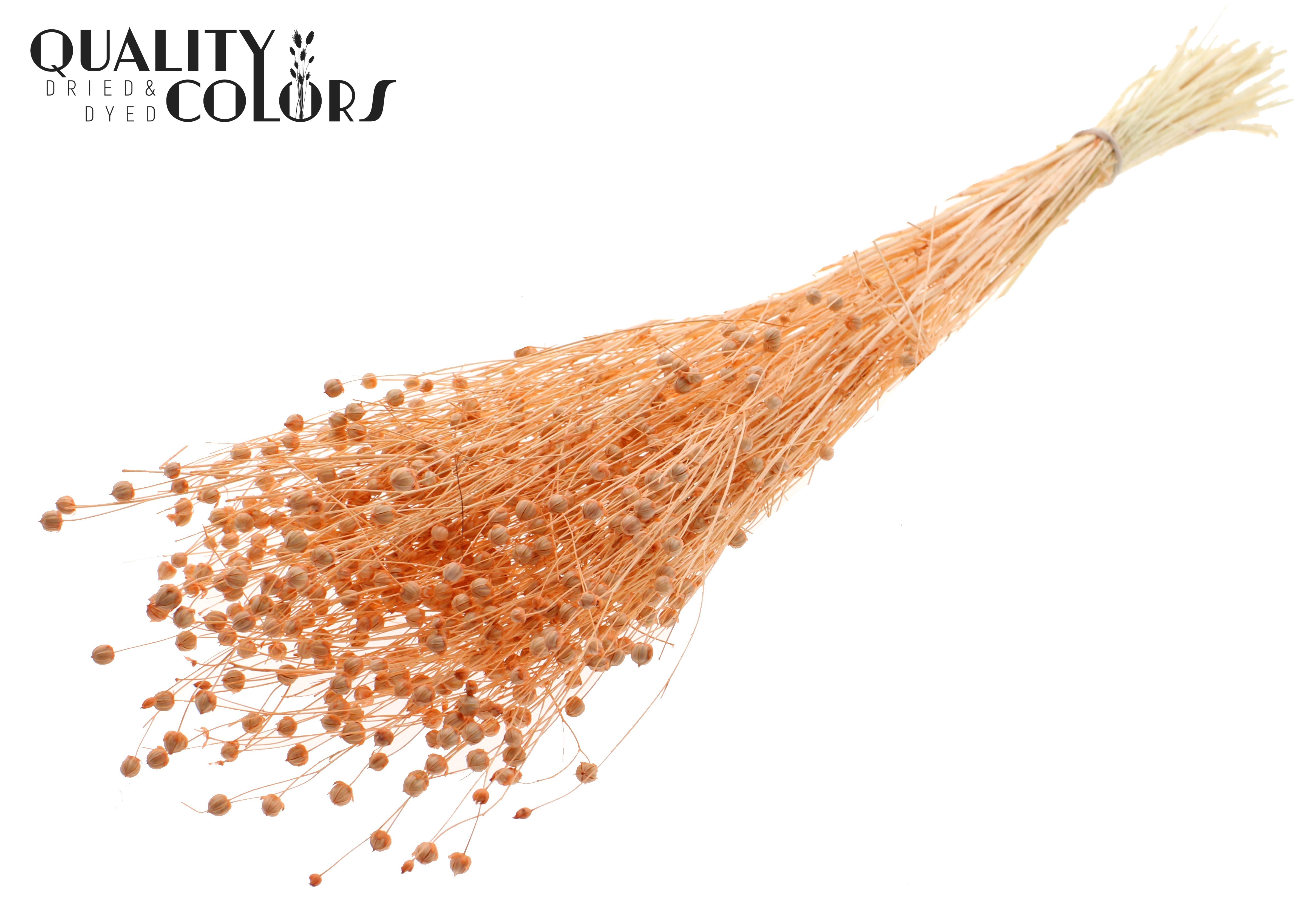 Lino Flax Intense Frosted Salmon Per Bunch 70cm
