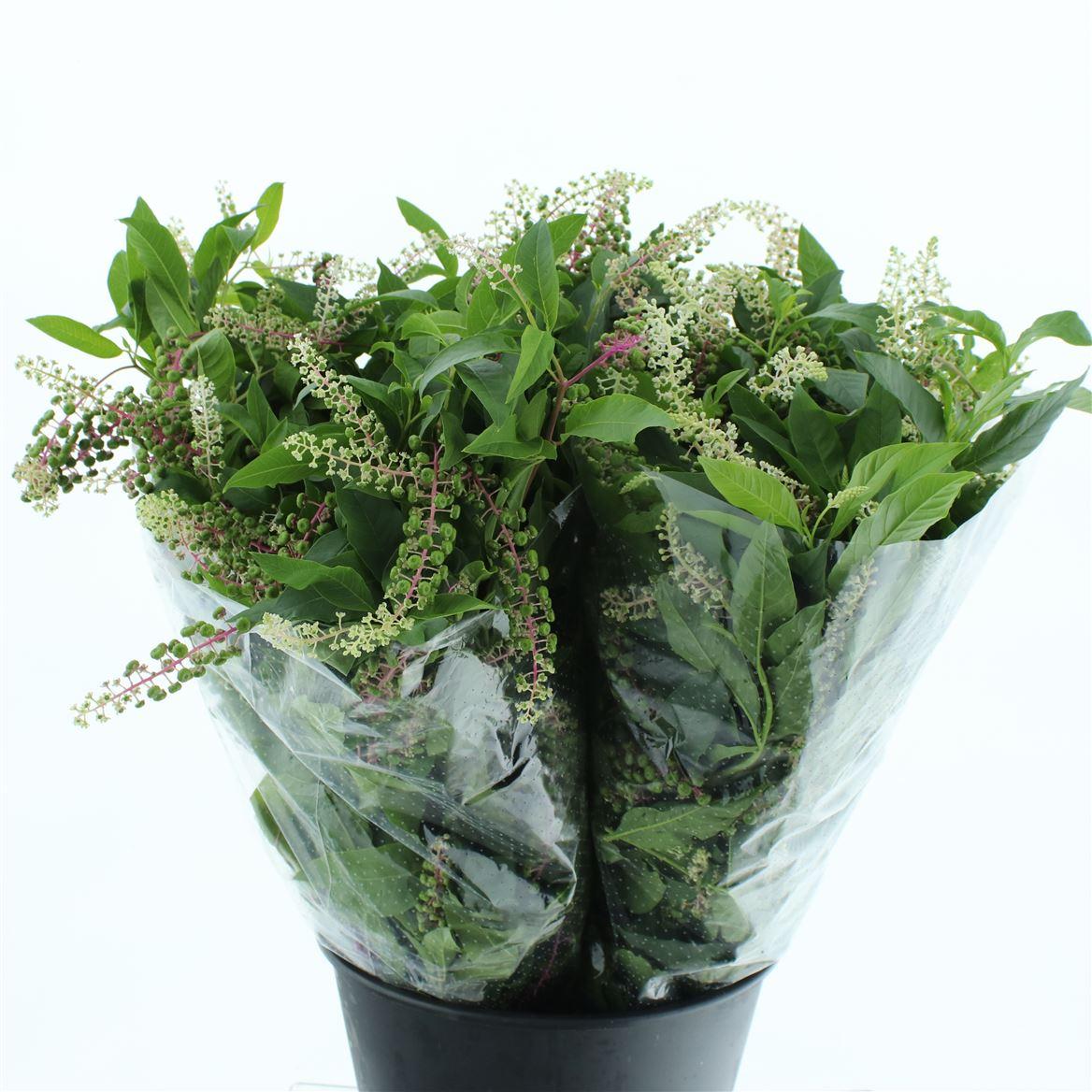Phitolacca