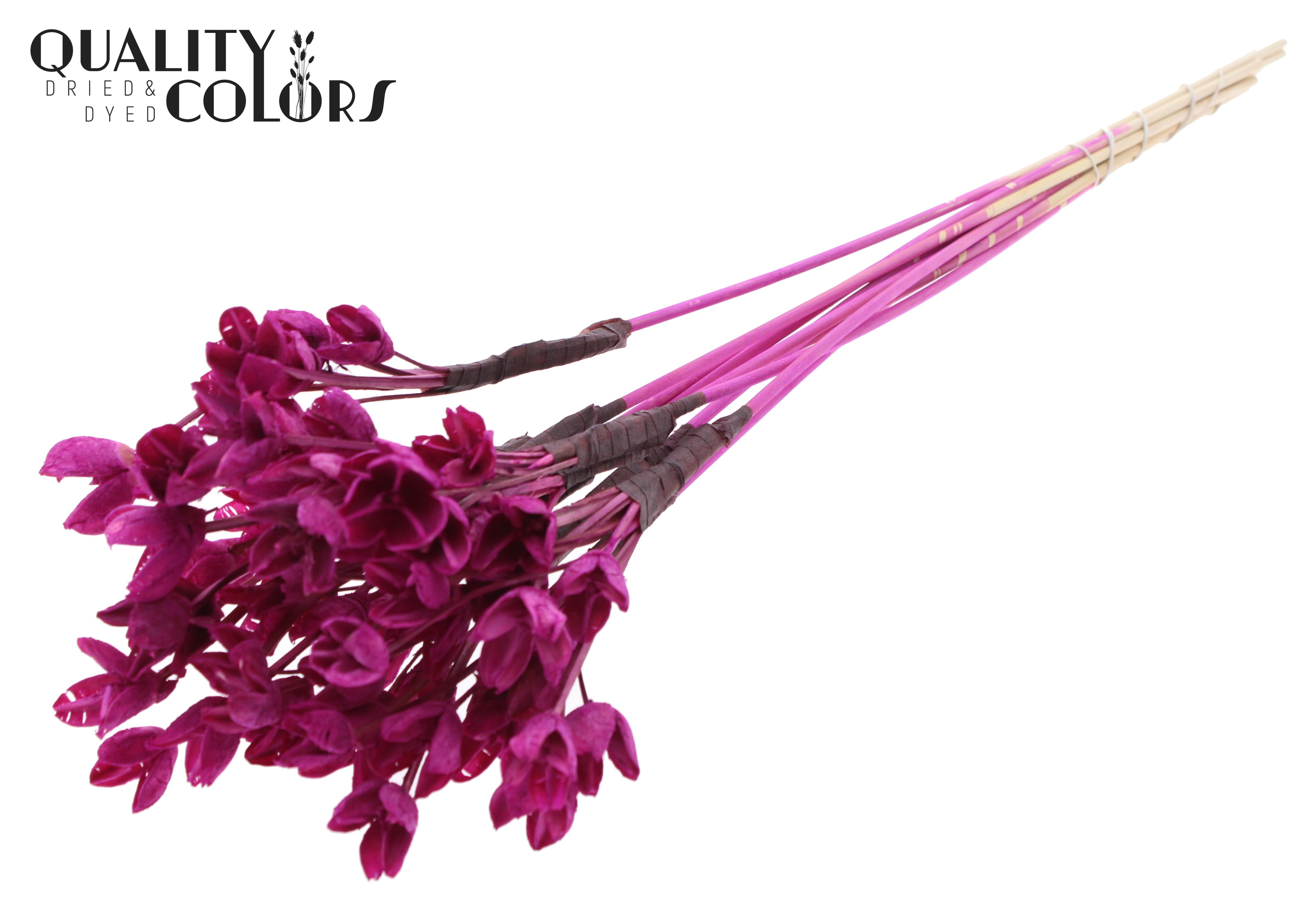 Bakuli Intense Lilac 50cm