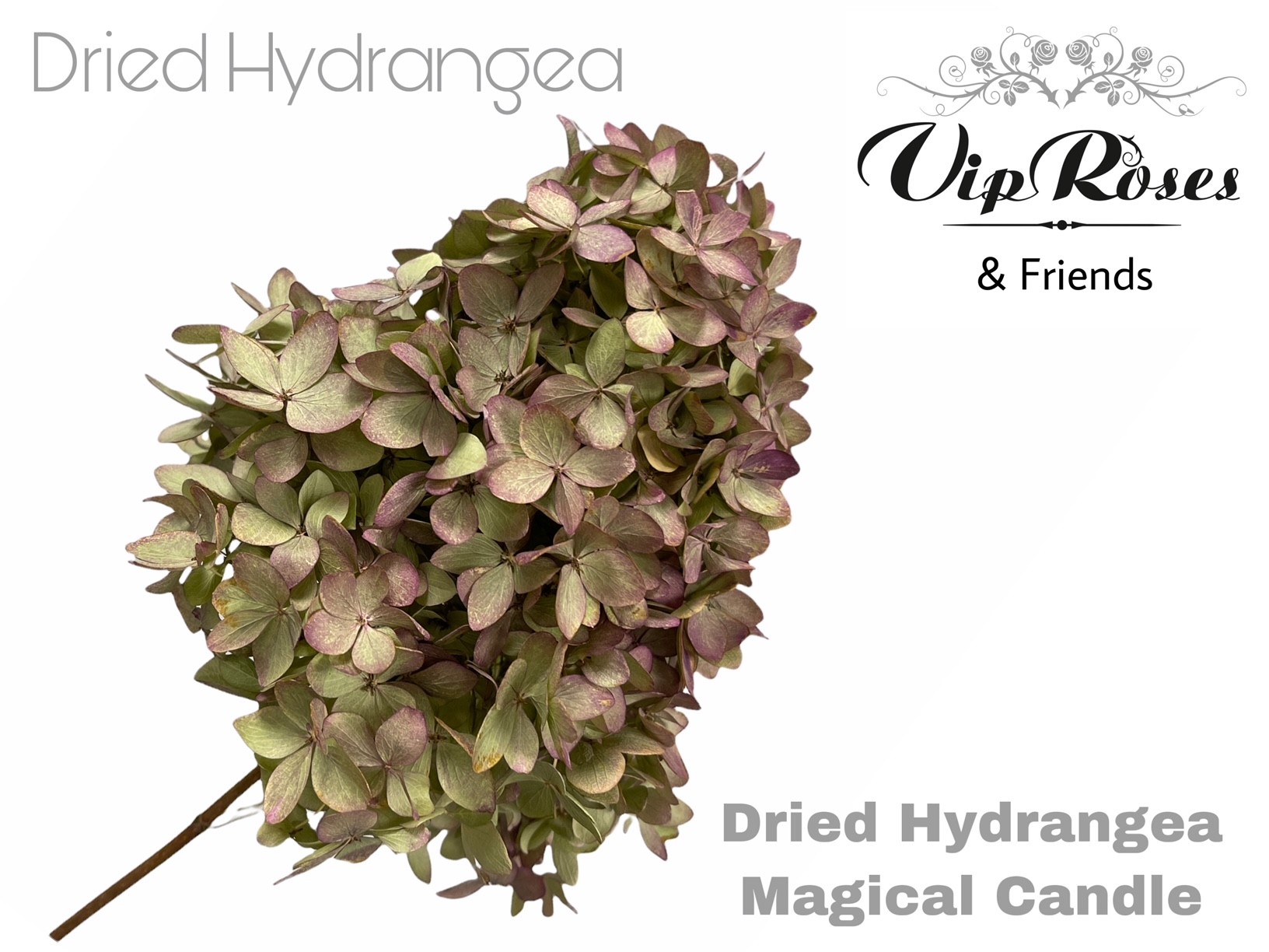 Hydrangea Pimpernel 60cm
