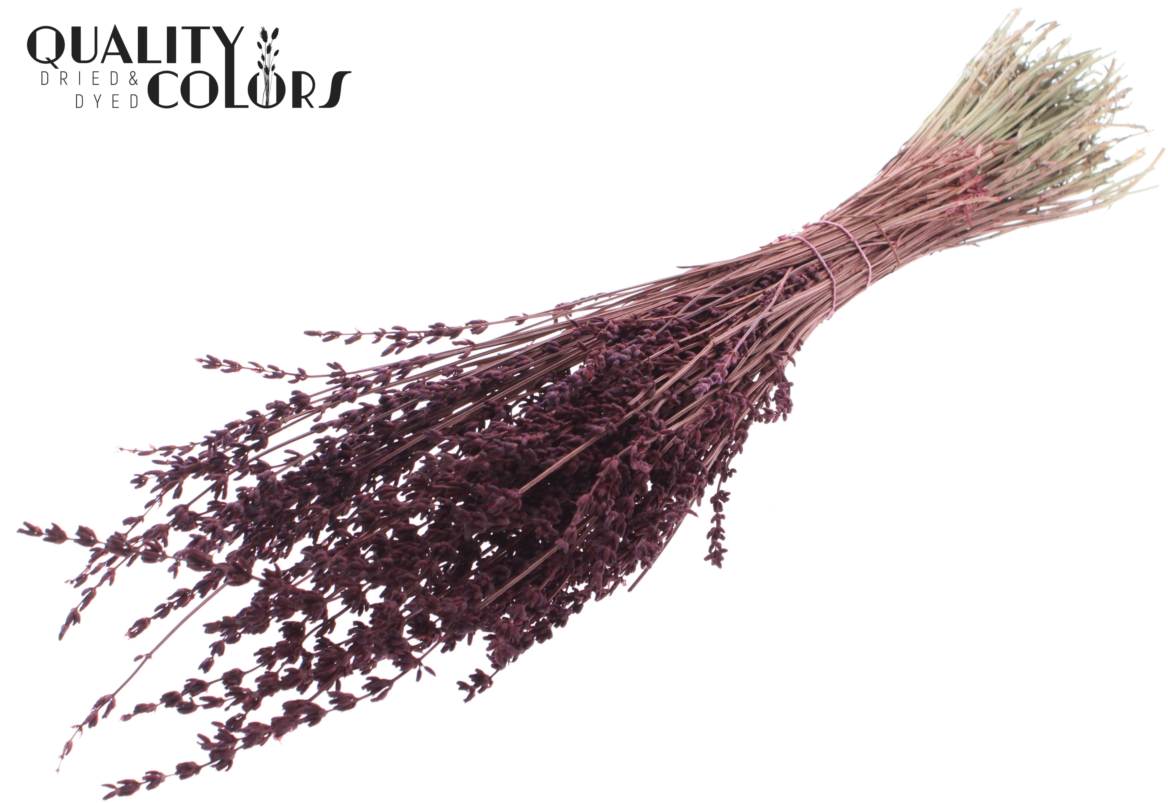 Lavandula Burgundy Per Bunch 50cm