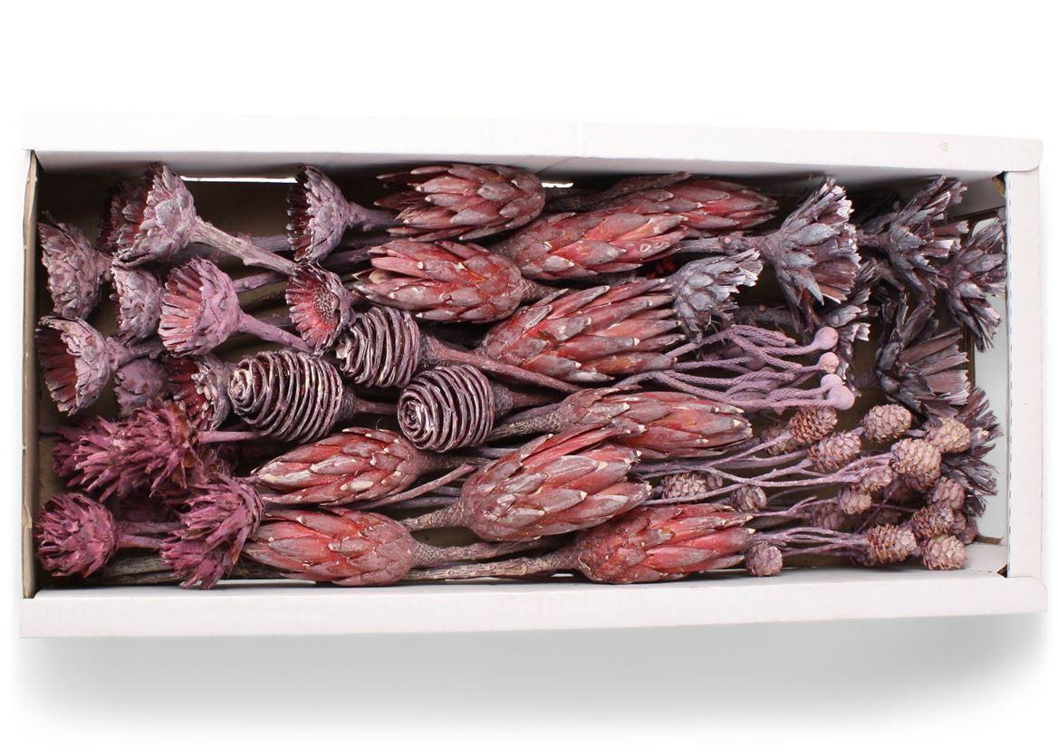 Exotic Assorti Brombeer Frosted ( 70 St )