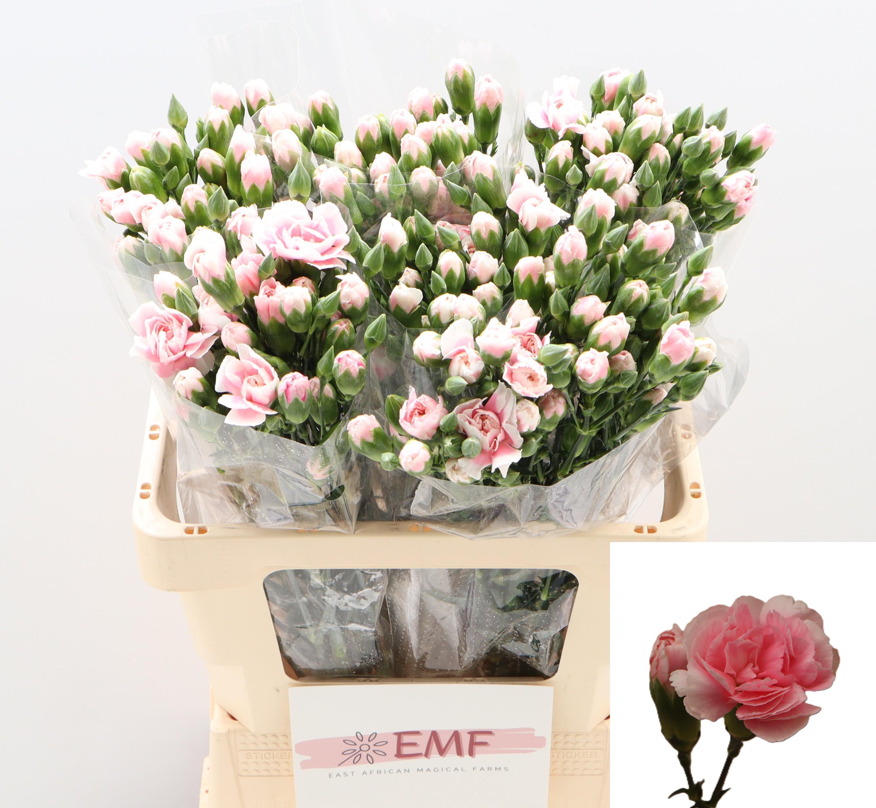 Dianthus Spray Cosmopink 60cm