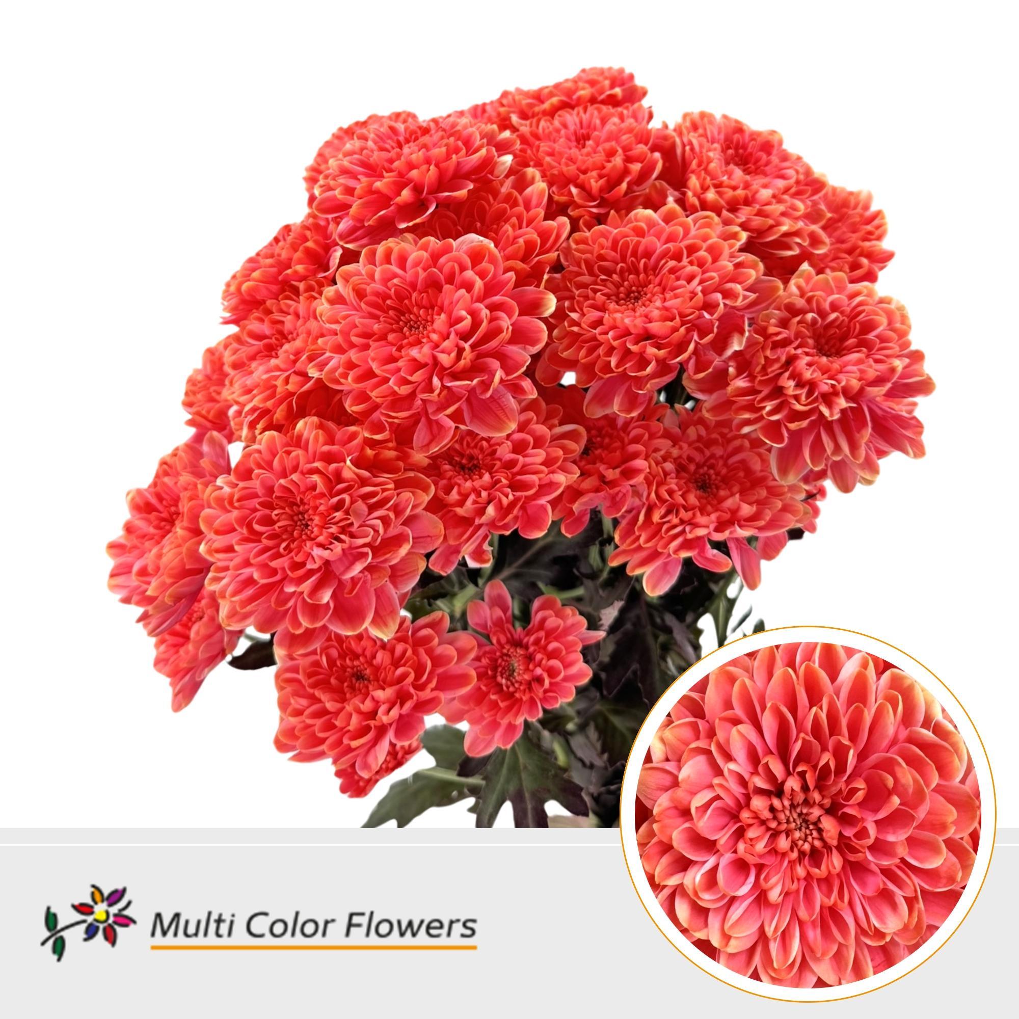 Chrysanth Spray Painted Altaj Expression 60cm