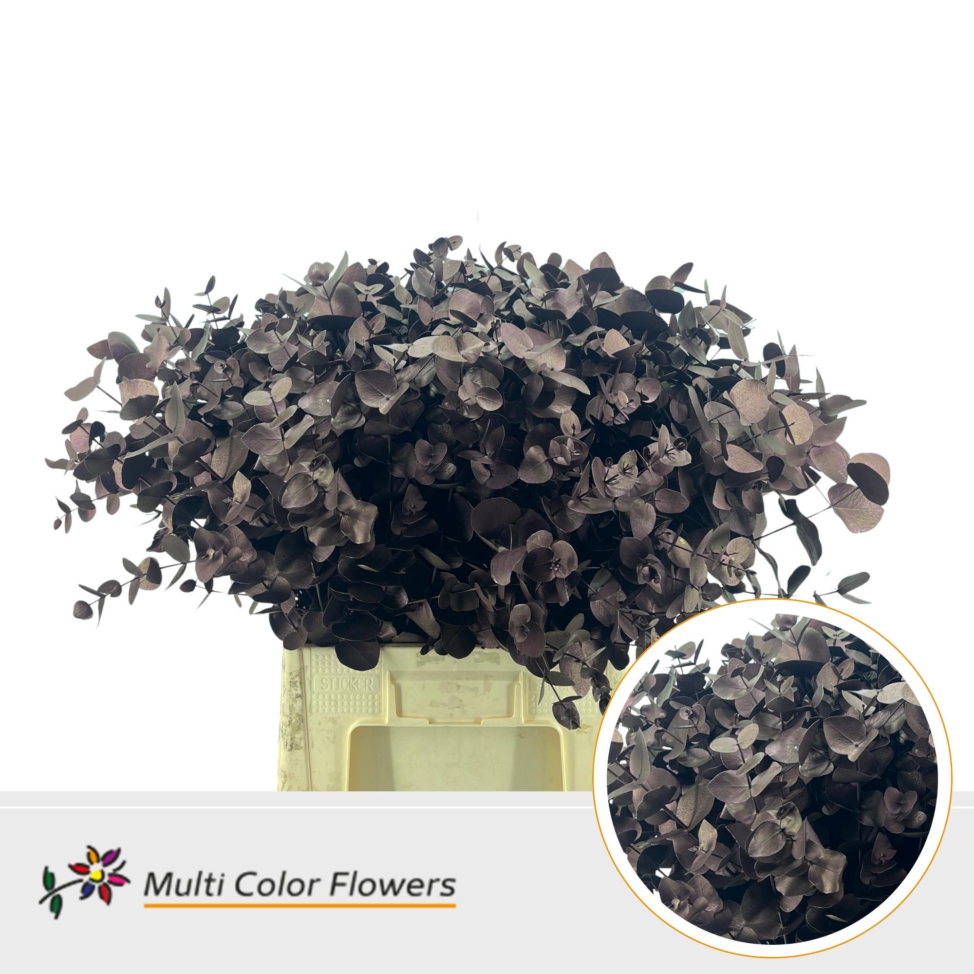 Eucalyptus Cinerea Metallic Bordeaux