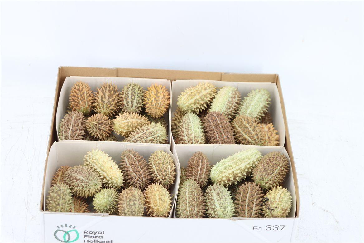 Sier Cucumis Maryline X4