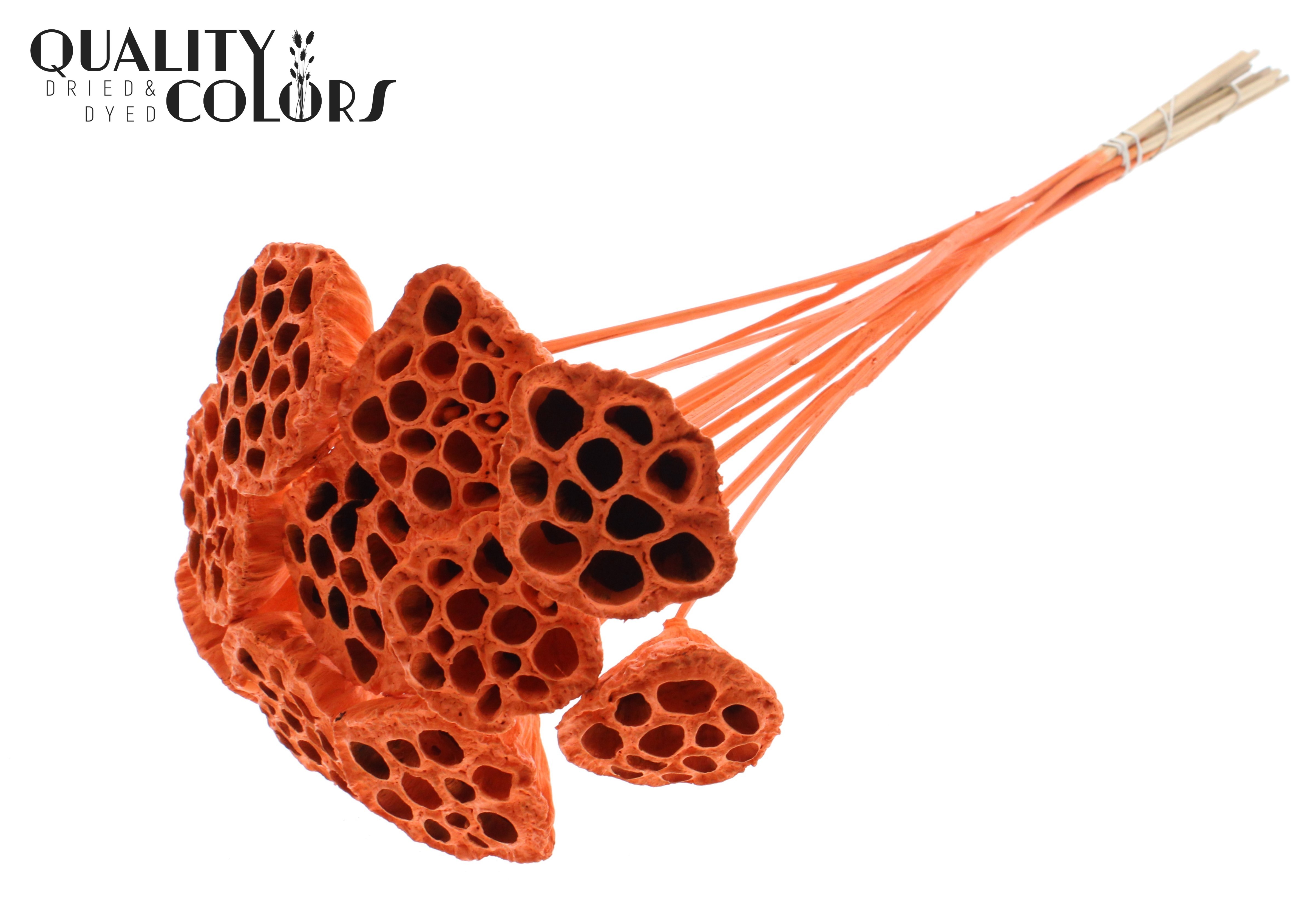 Lotus Orange 50cm