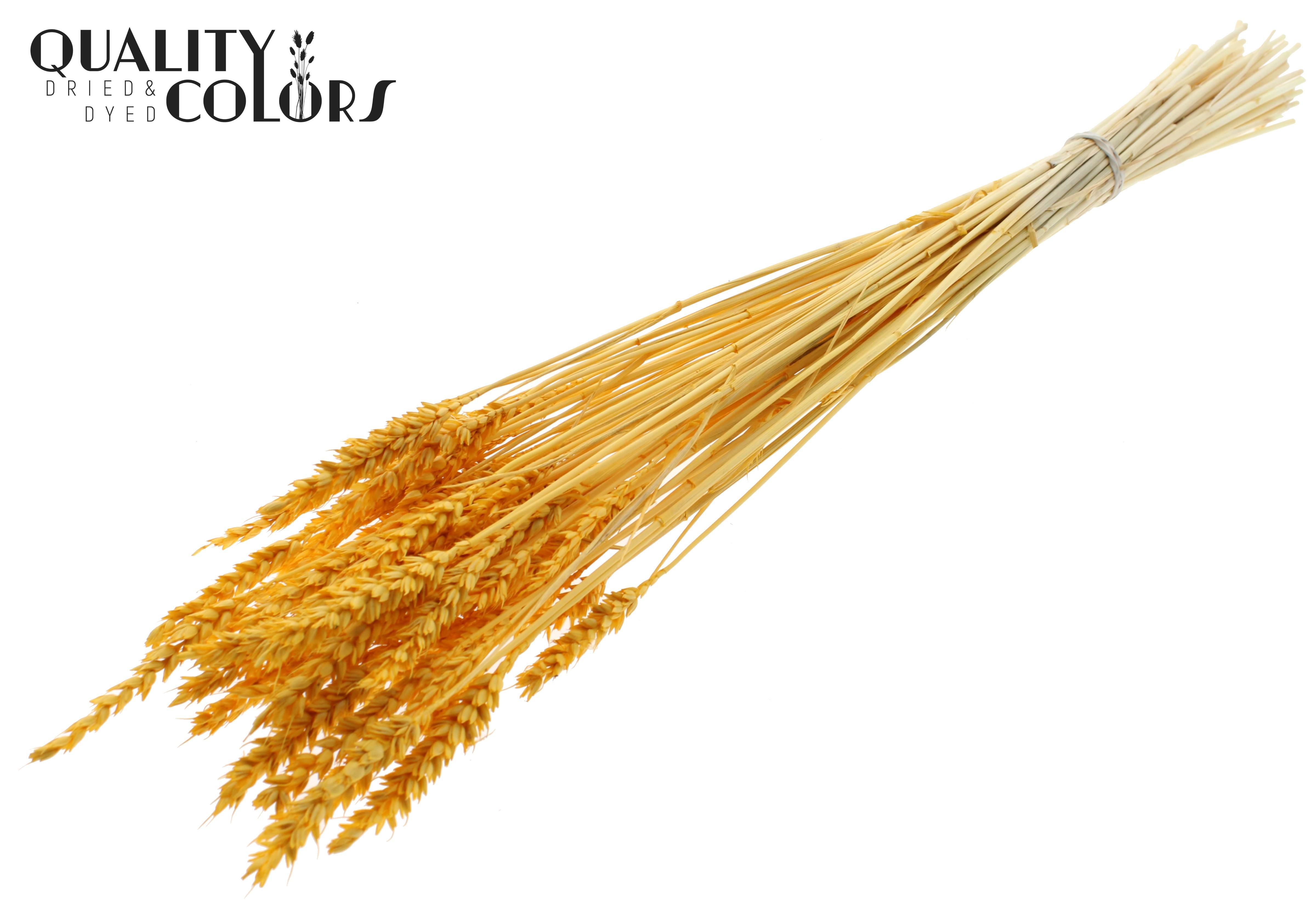 Triticum Intense Apricot Per Bunch 60cm