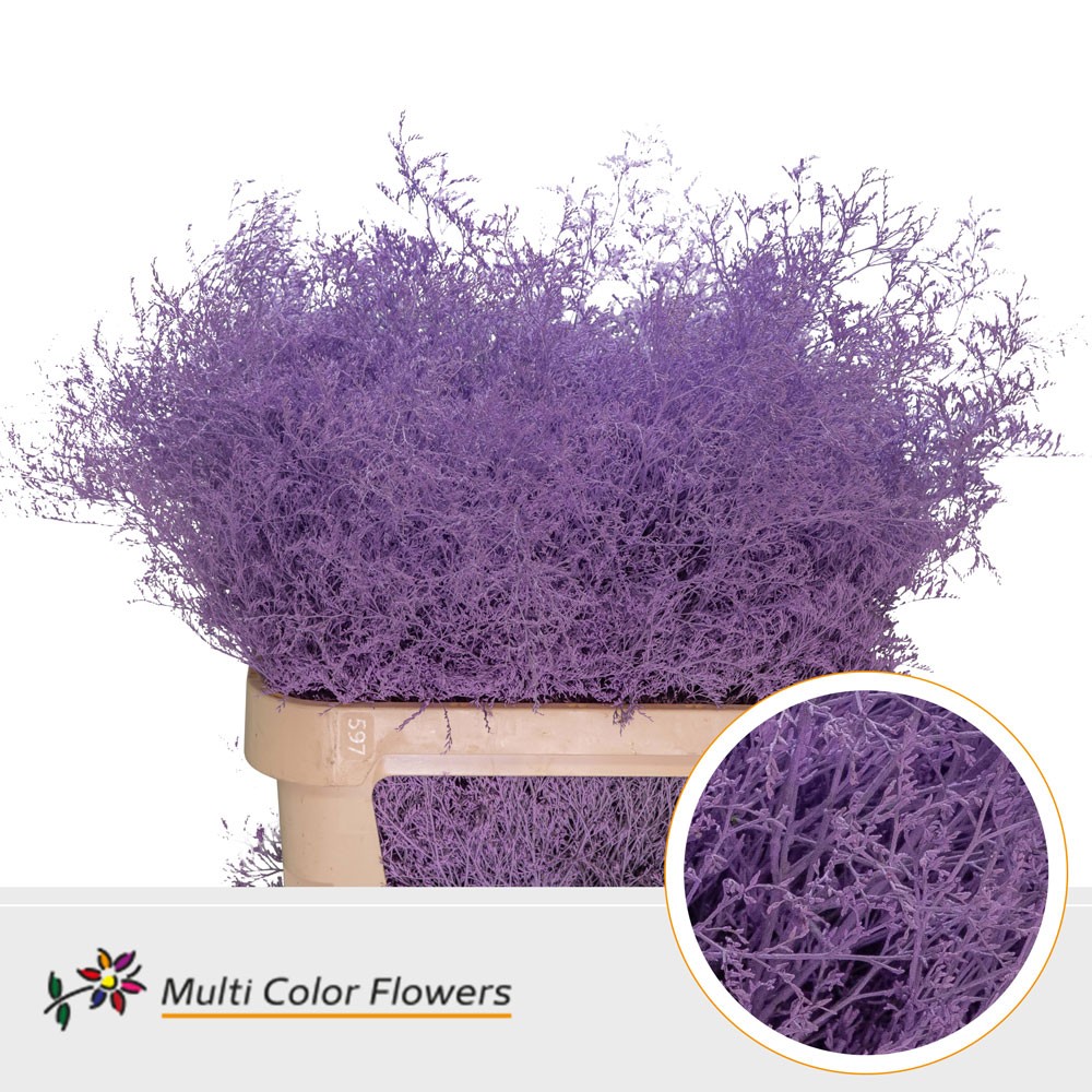 Limonium Painted Milka 90cm