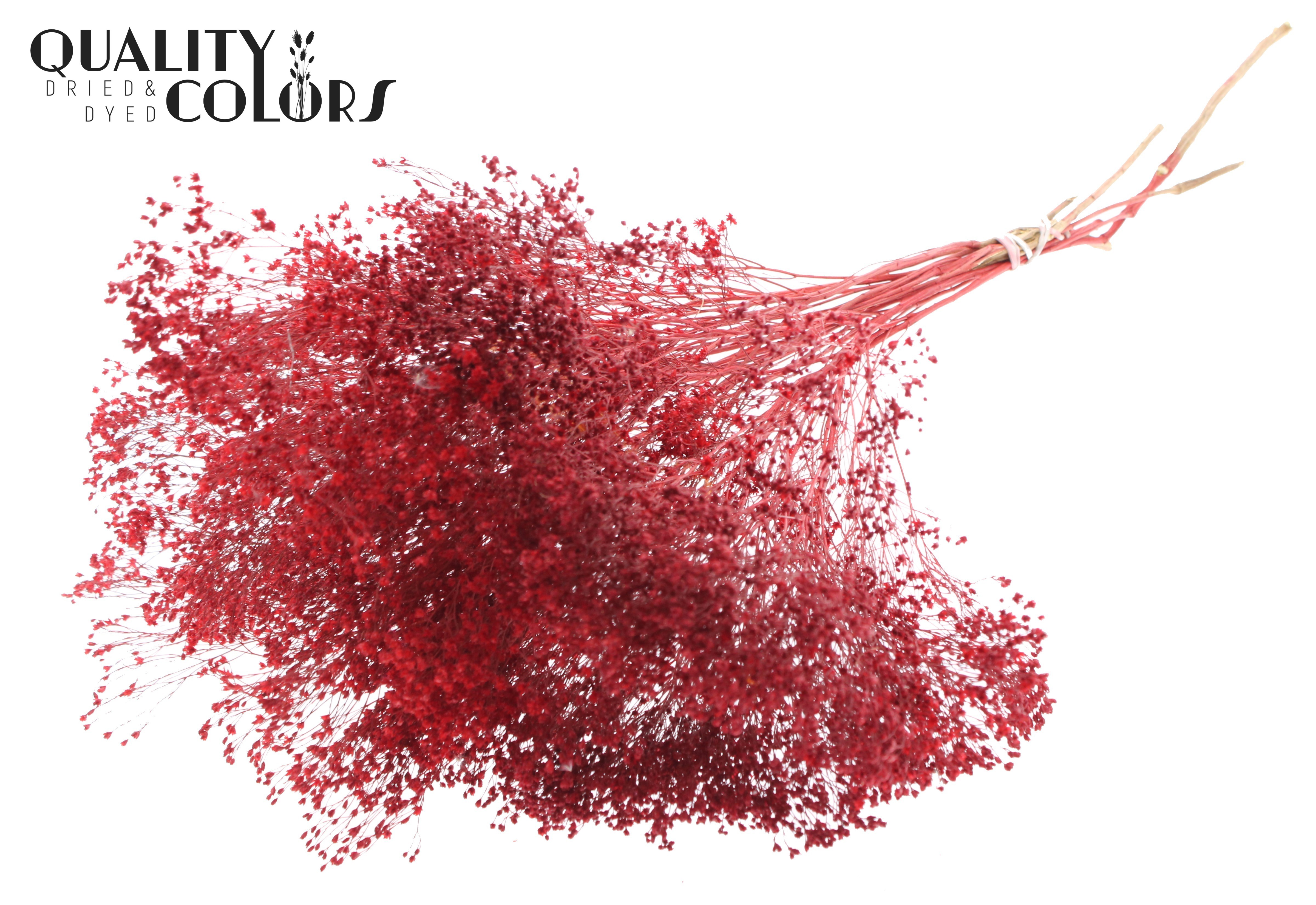 Broom Bloom Red Per Bunch 50cm