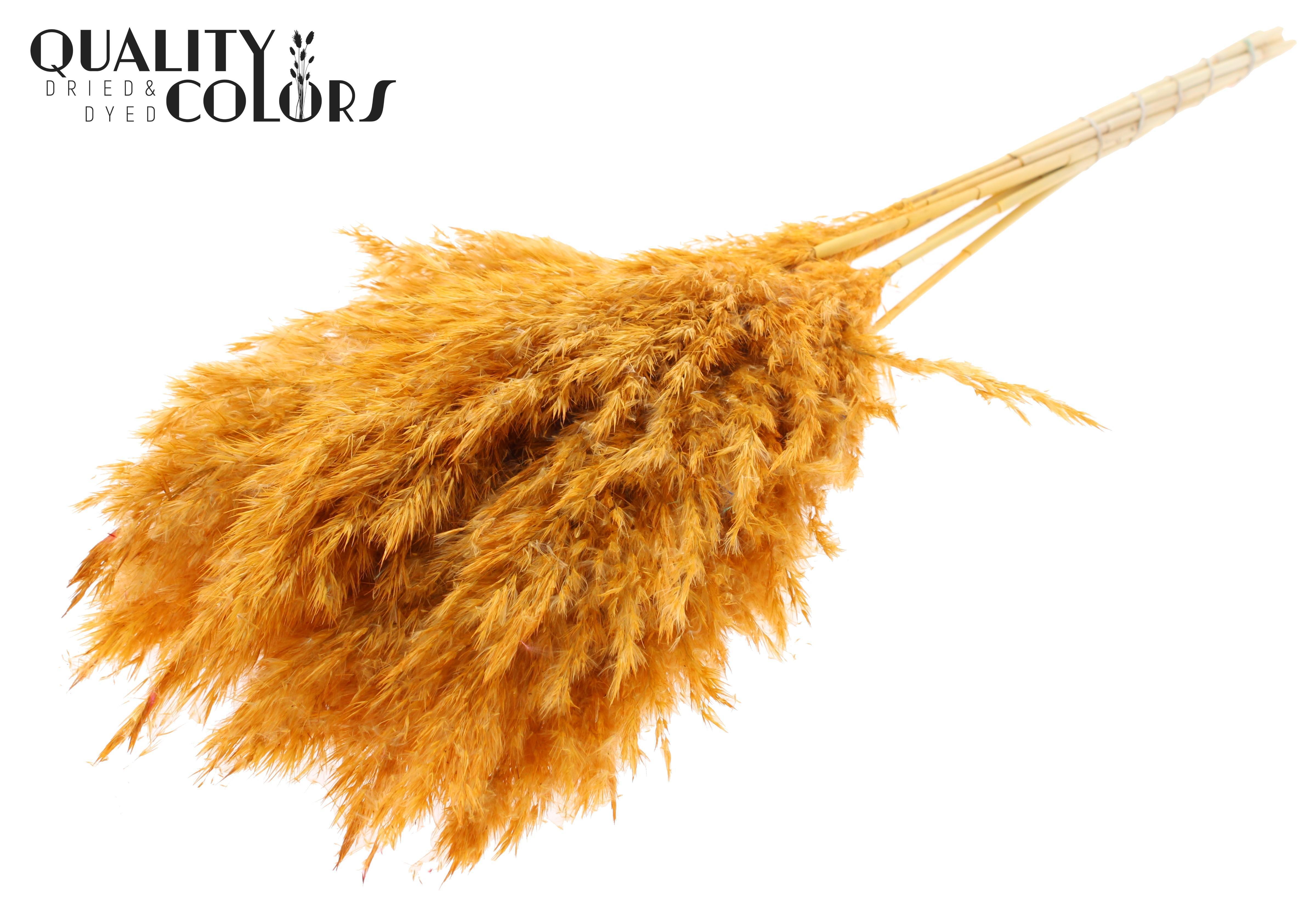 Pampas Grass Apricot Per Bunch 70cm