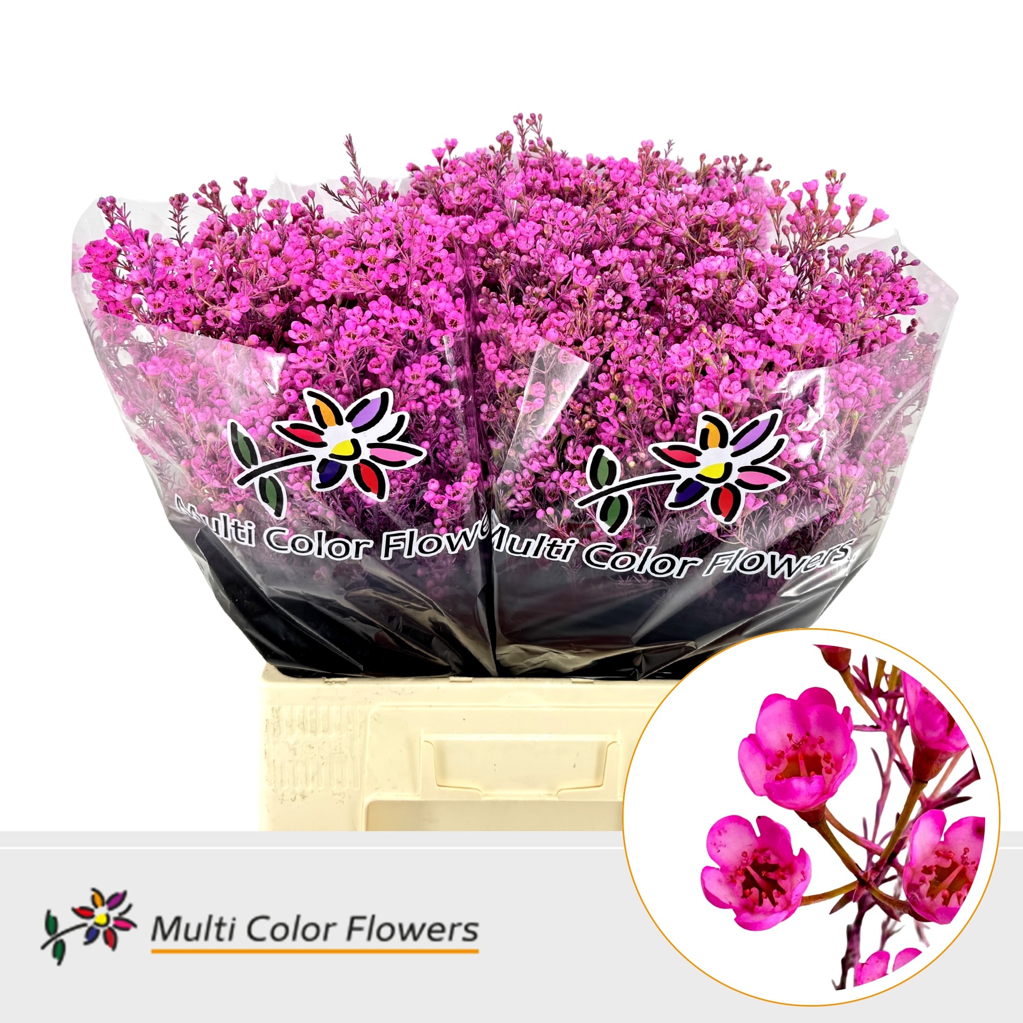 Chamelaucium Painted Cerise 70cm
