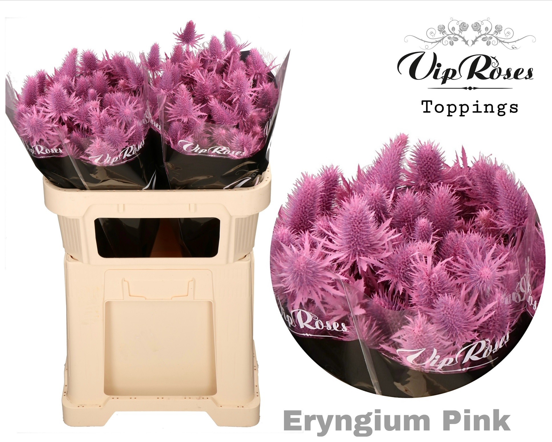 Eryngium Supernova Pink 60cm 60 cm