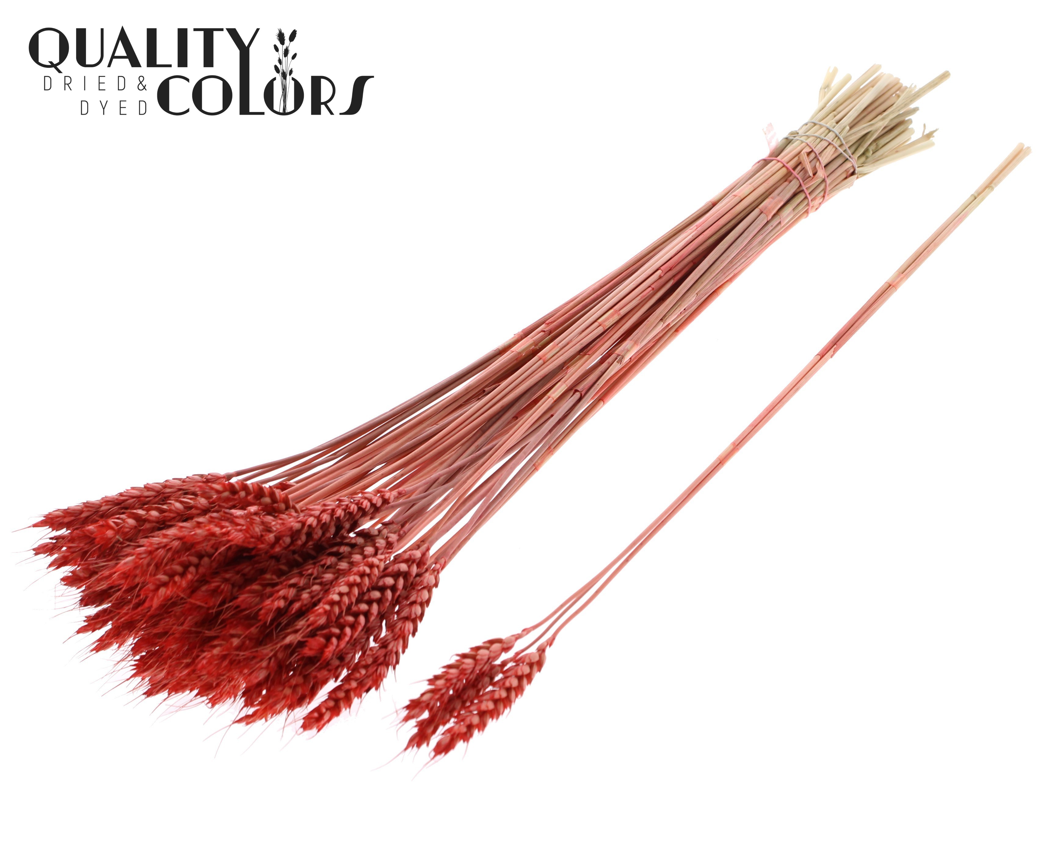 Triticum Tuft Coral 55cm