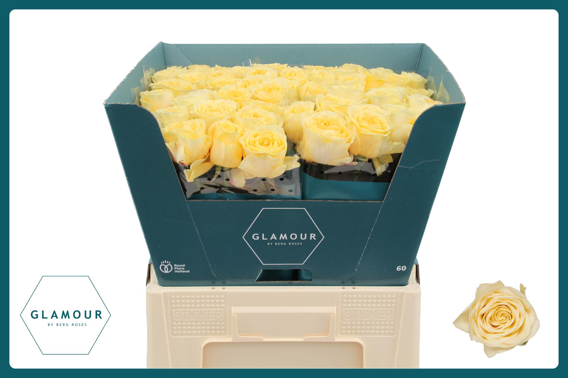 Rosa Buttercup 60cm