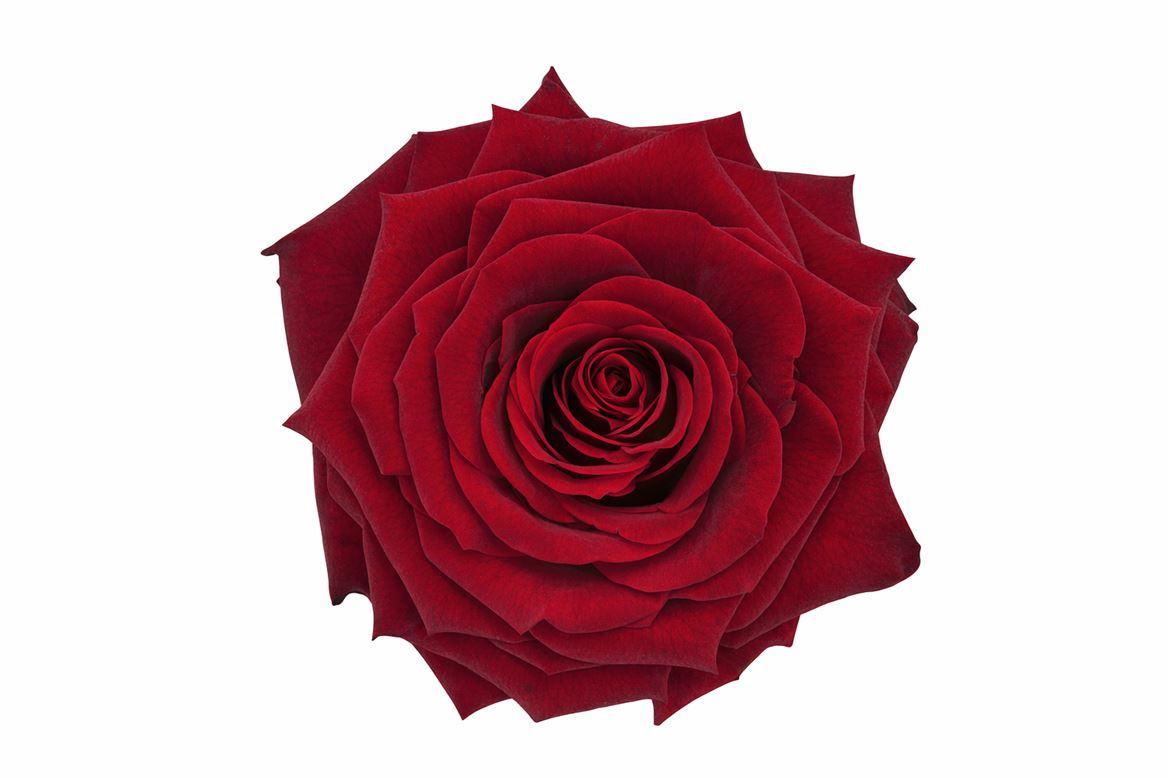 Ro Pres Xl Red