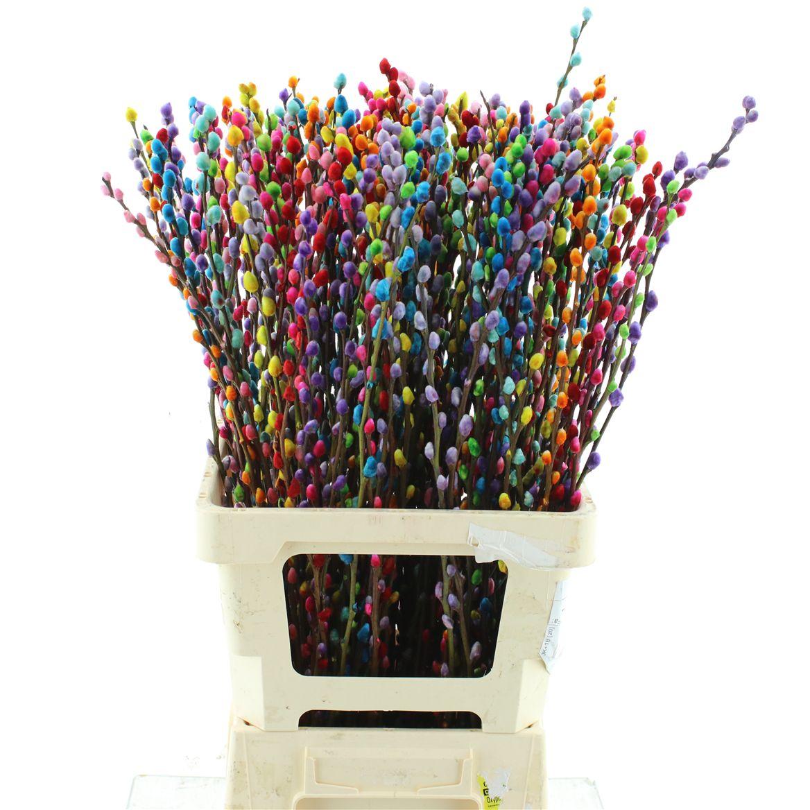Salix Snow Flake Klb Rainbow