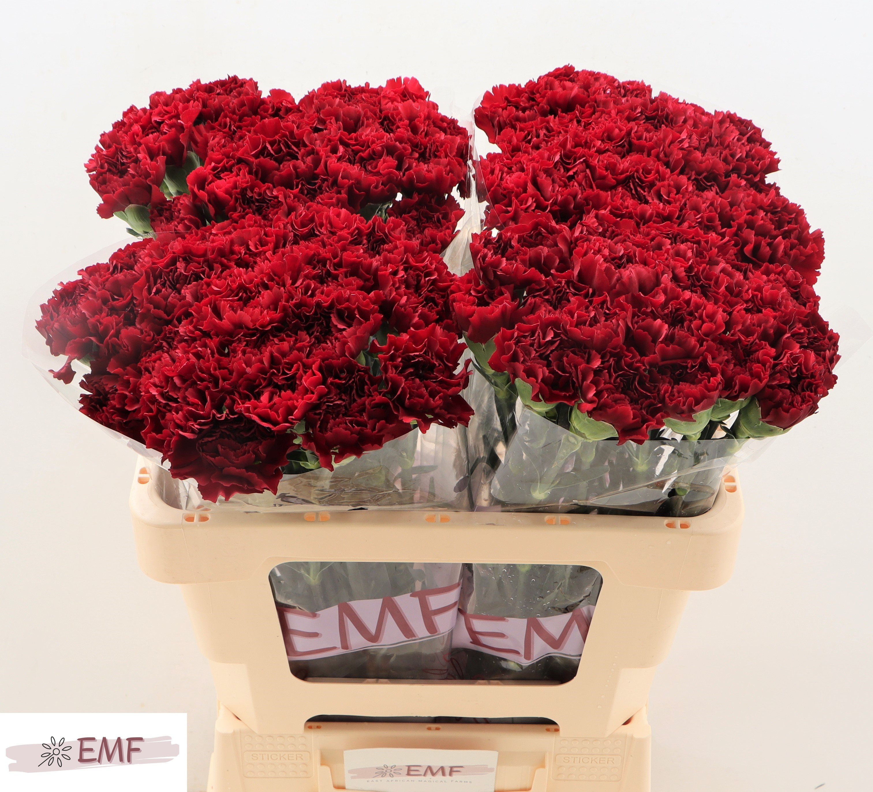 Dianthus Single Zurigo 55cm