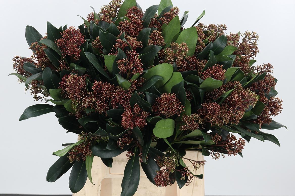 Skimmia Rubella