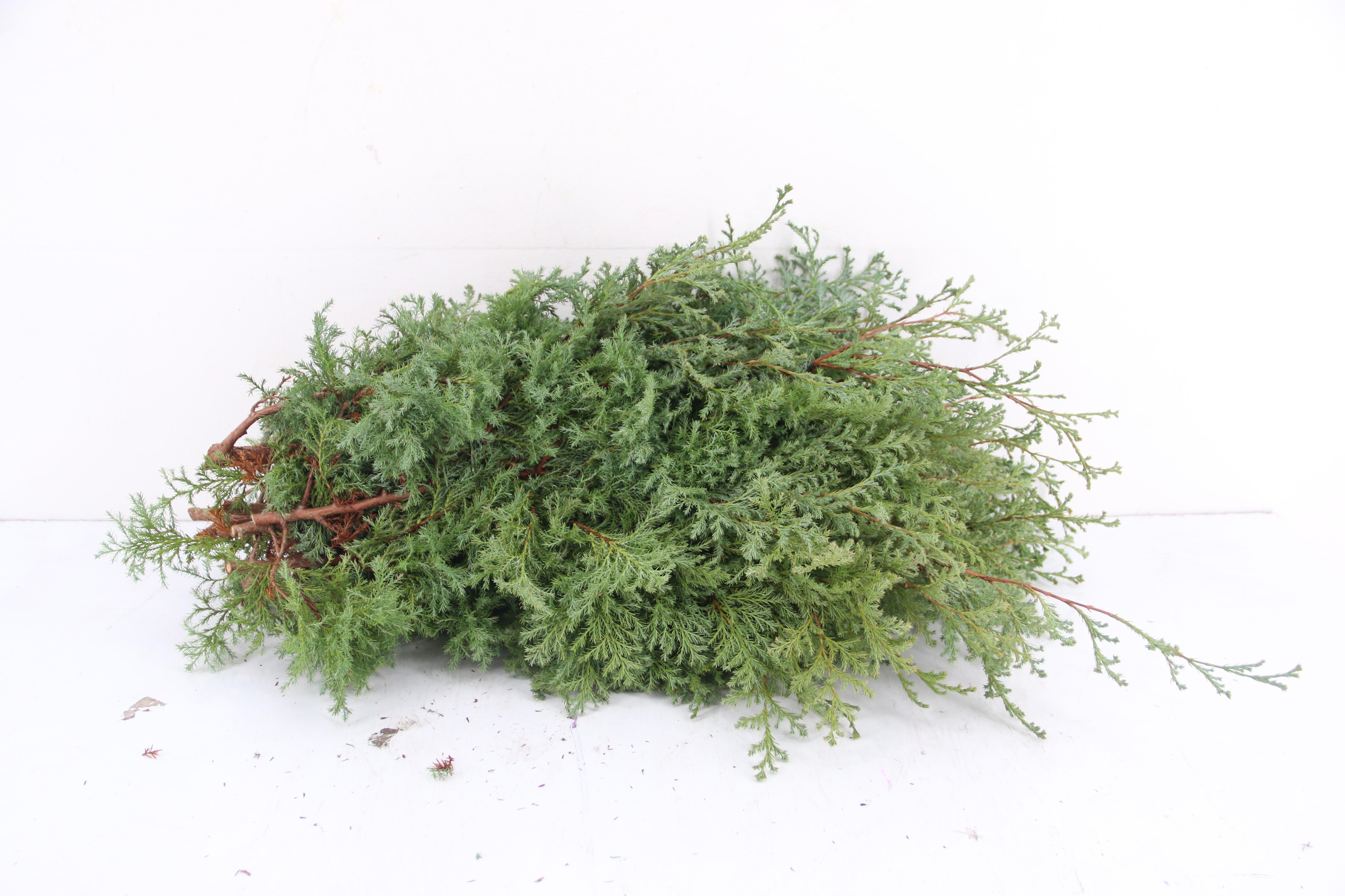 Coniferen Green 60cm