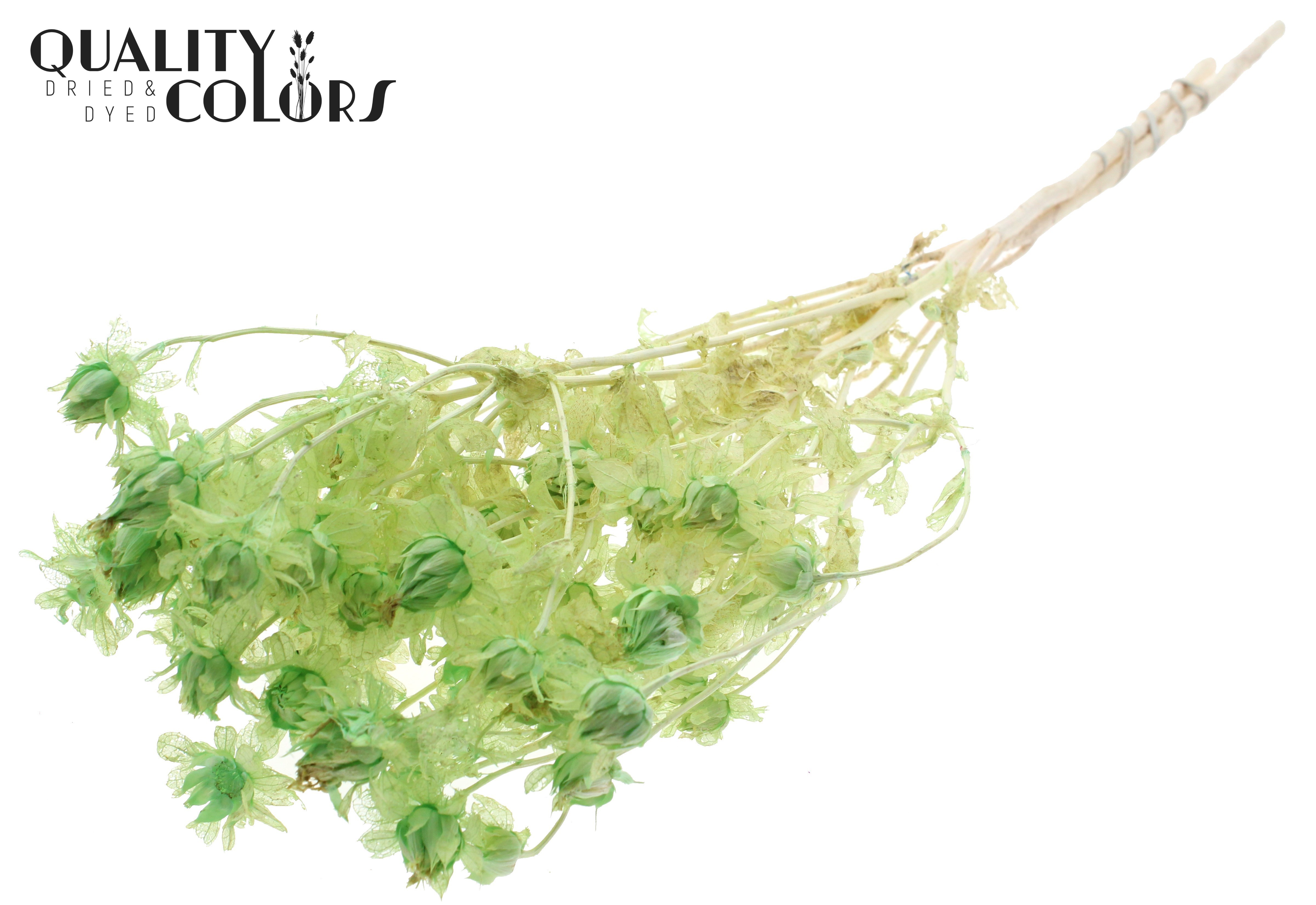 Carthamus Intense Frosted Mint Per Bunch 70cm