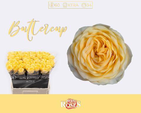 Rosa Buttercup 60cm