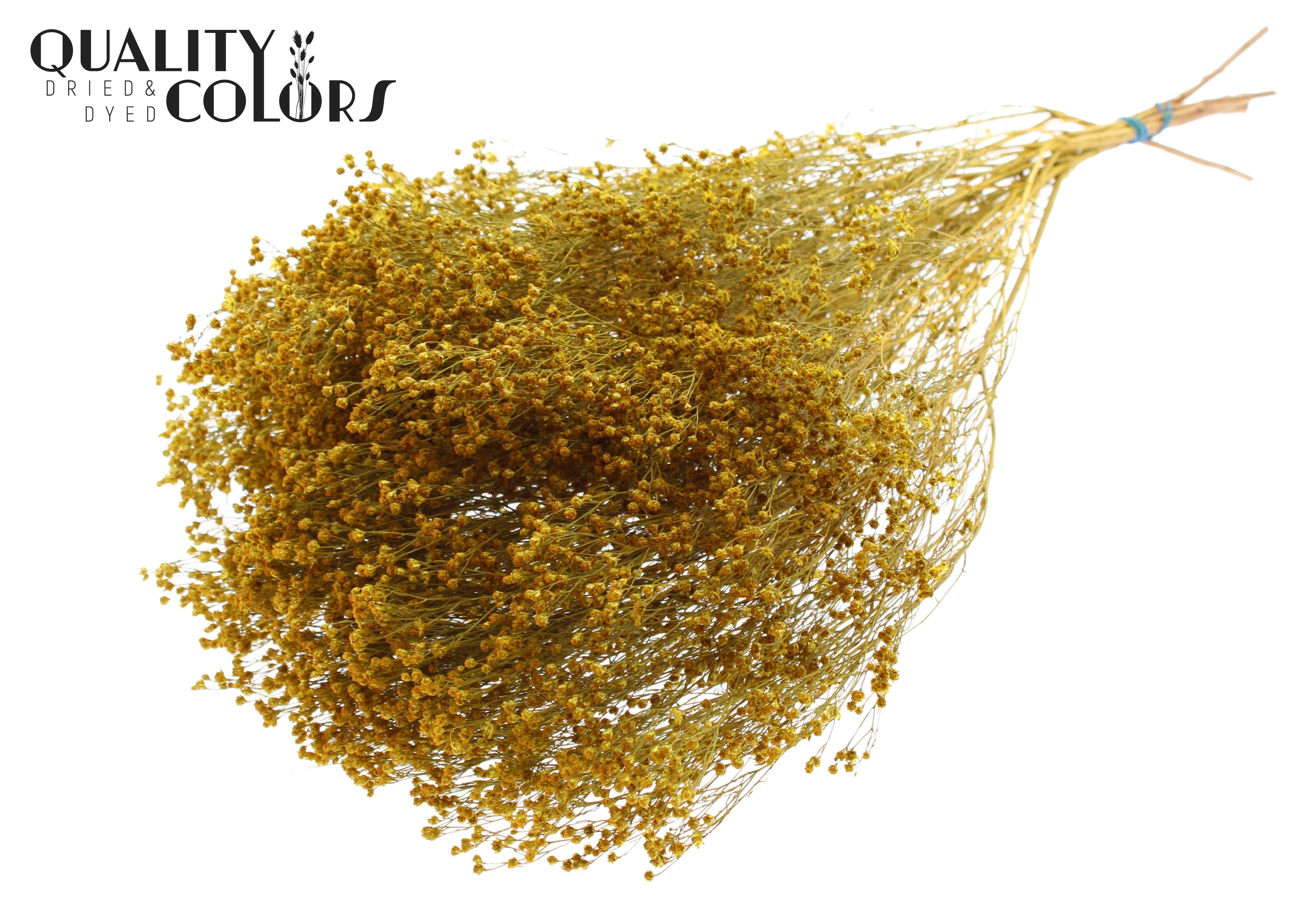 Broom Bloom Yellow Per Bunch 50cm