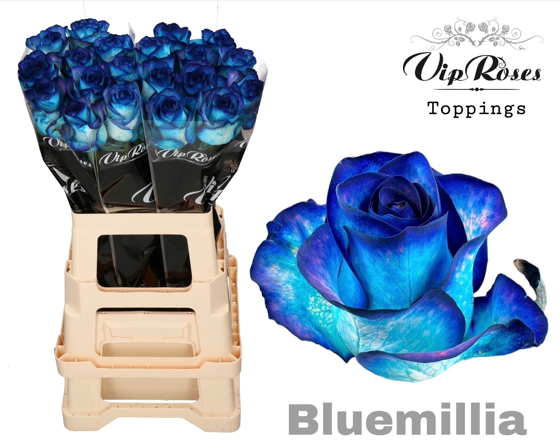 Rosa Painted Bluemilia 65cm
