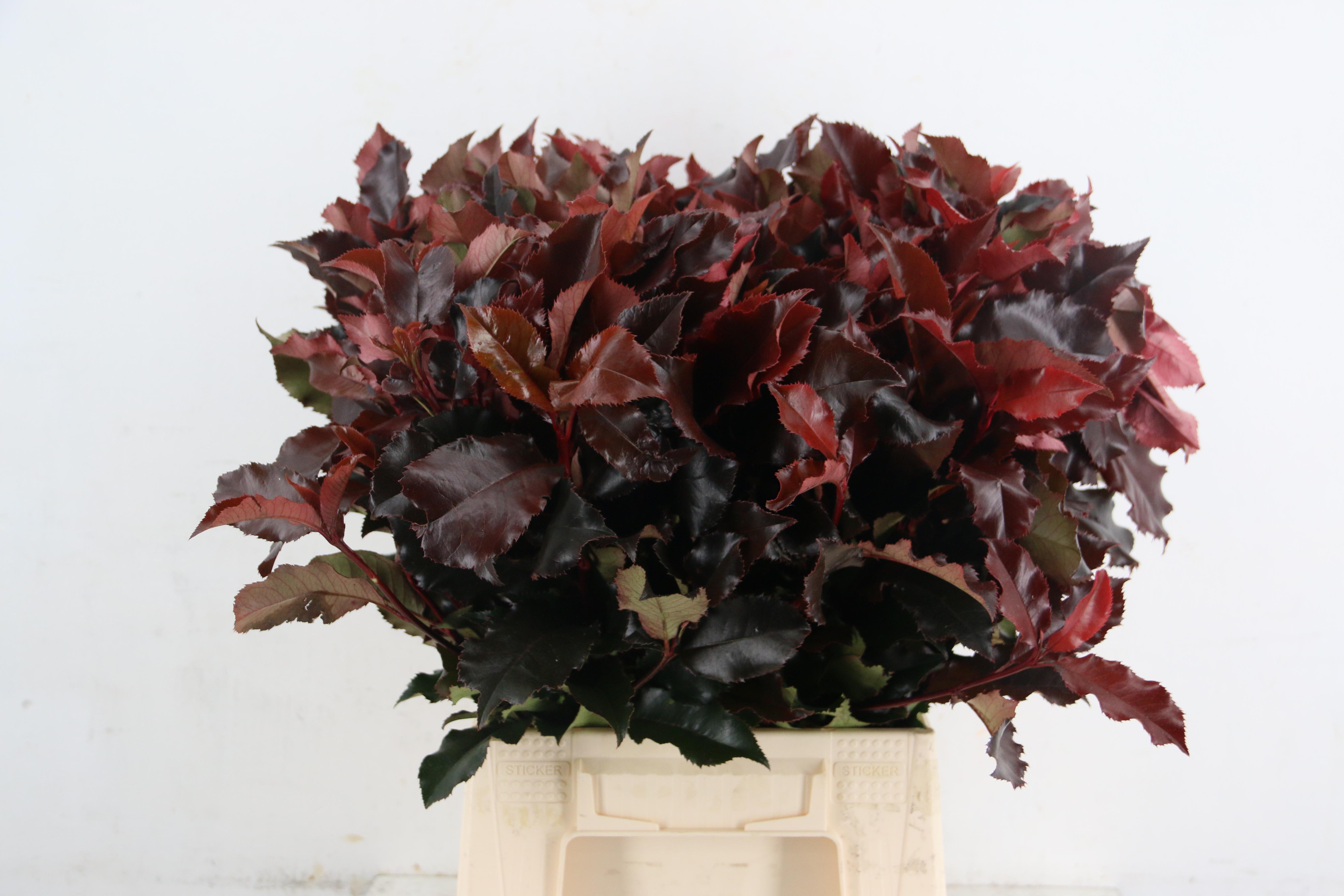 Photinia Mag Volcano 50cm