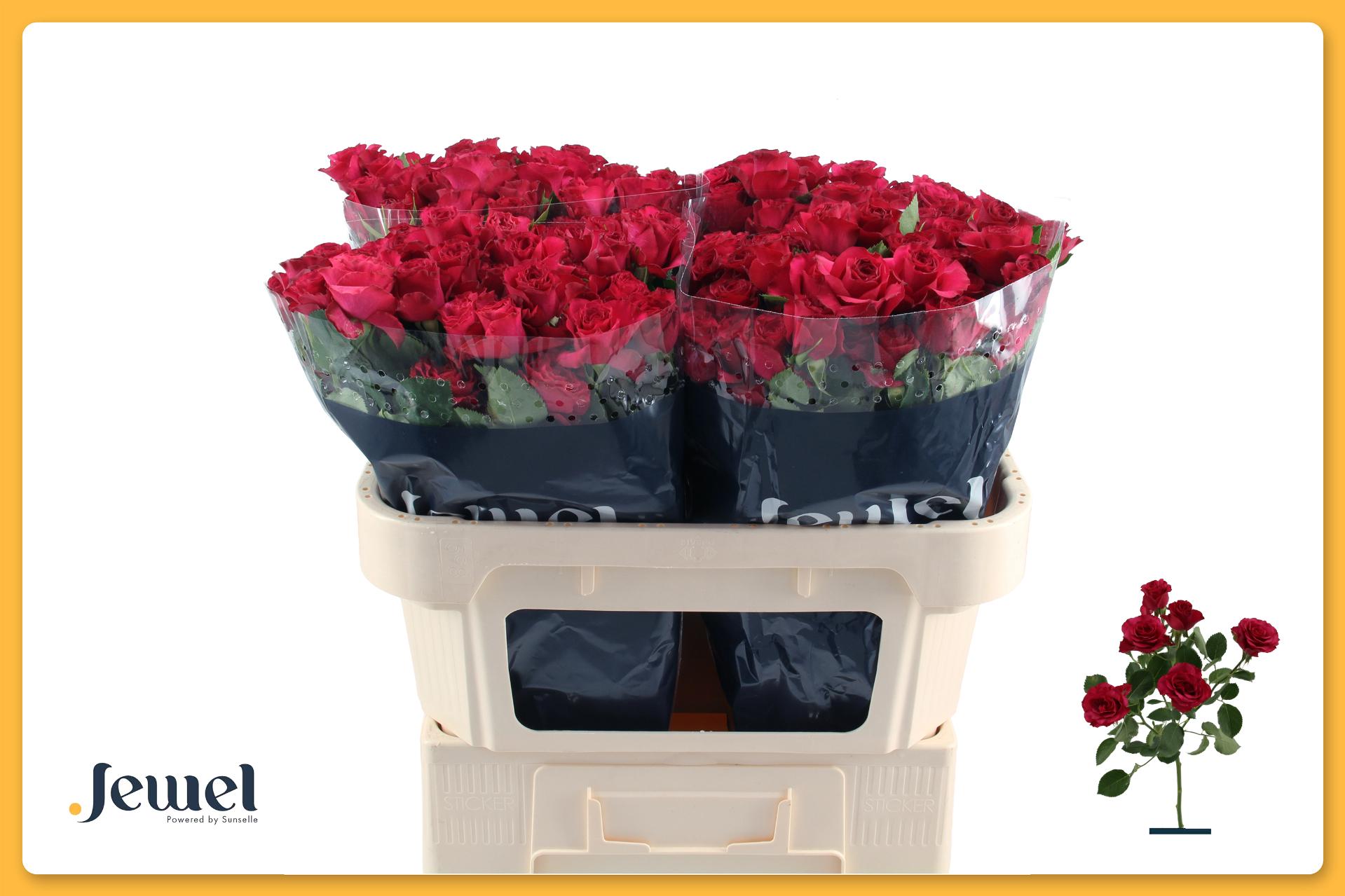 Rosa Spr Roseberry 70cm