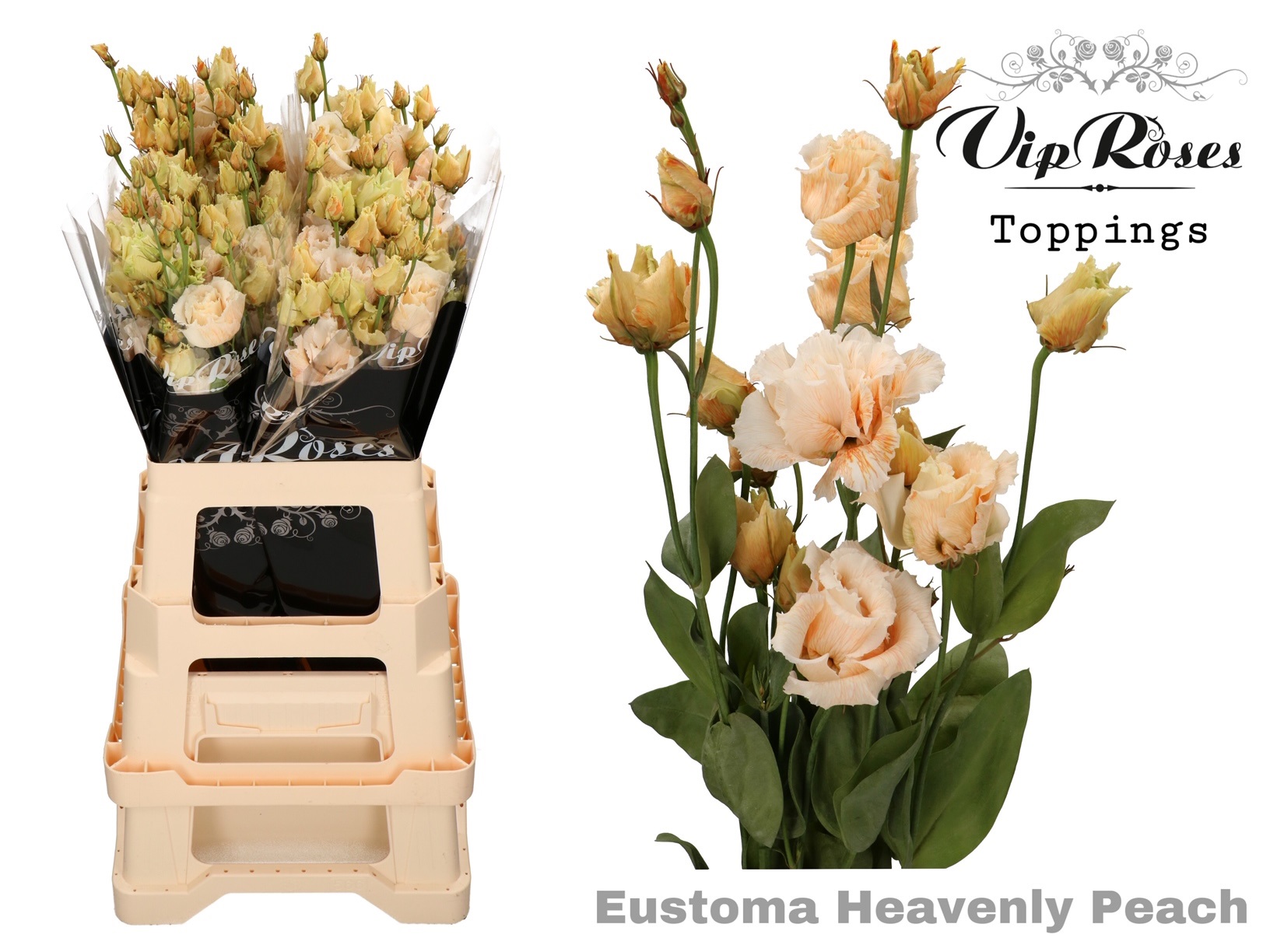 Eust G Alissa Heavenly Peach