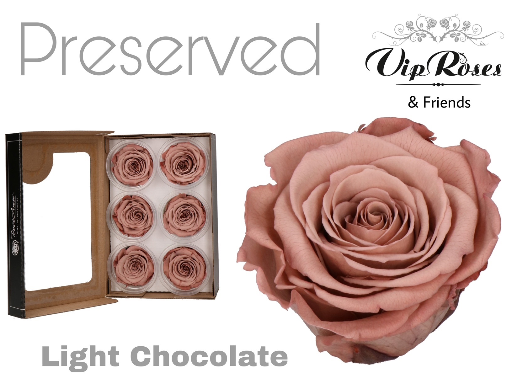 R Preserved Light Chocolate 5 cm