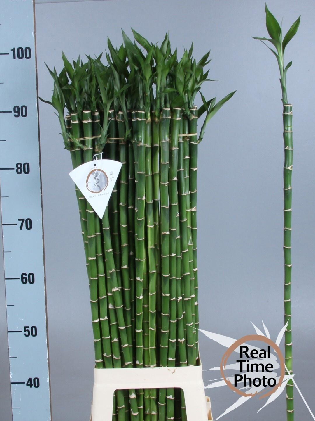 Drac Bamboo Recht 90 Cm