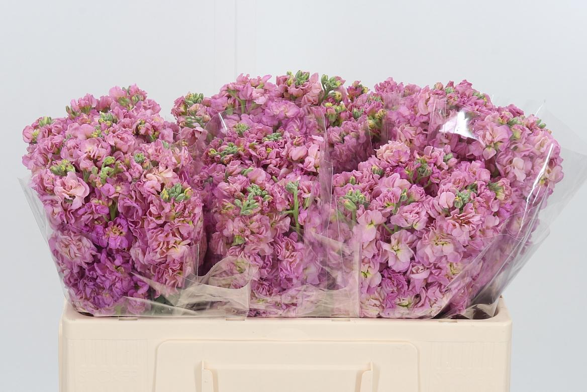 Matthiola Incana Roze