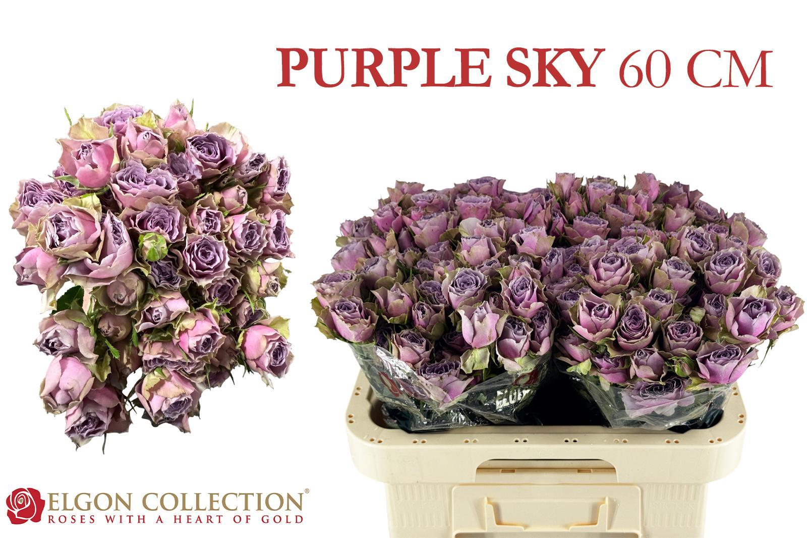R Tr Purple Sky