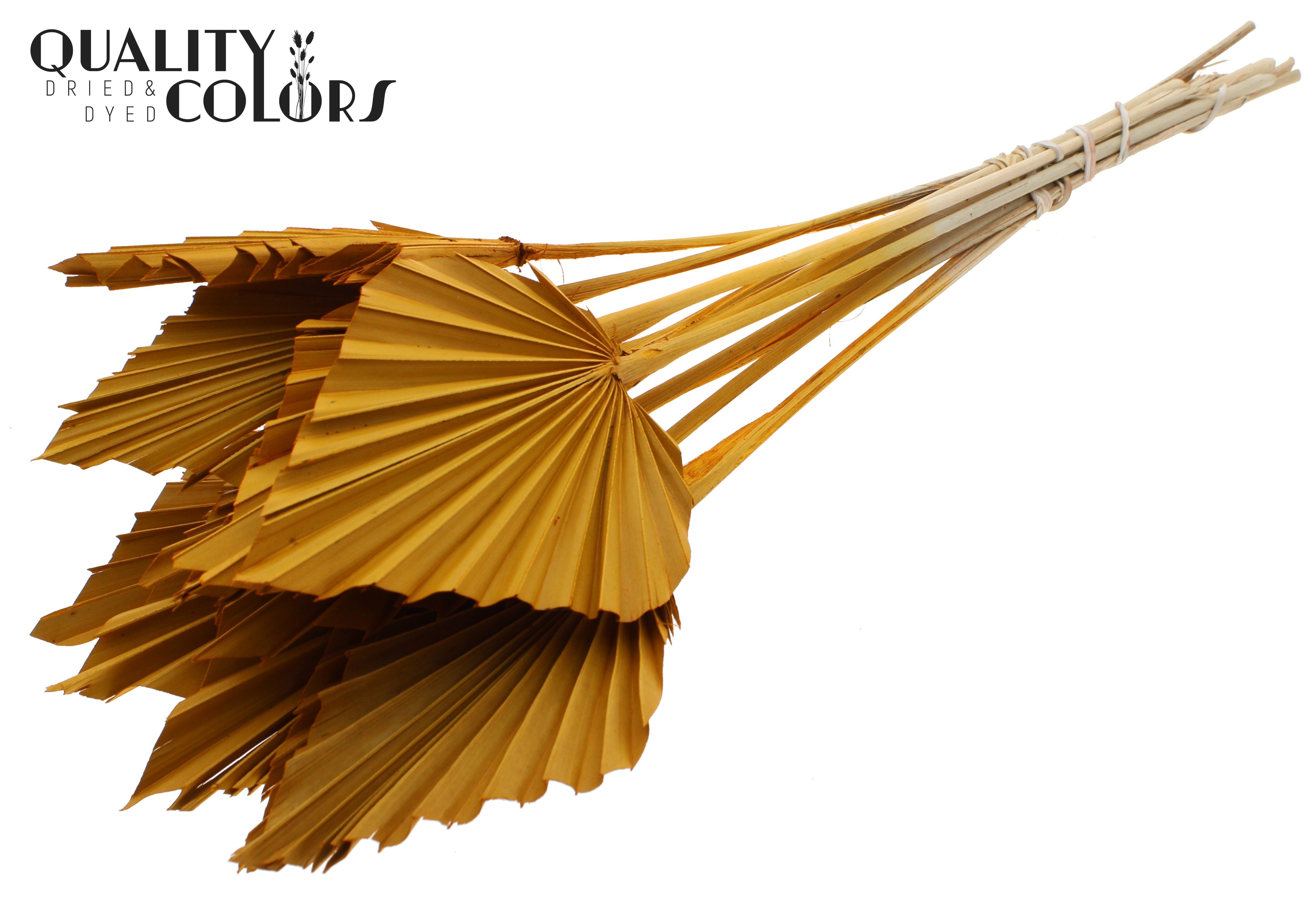 Palm Spear Apricot 50cm
