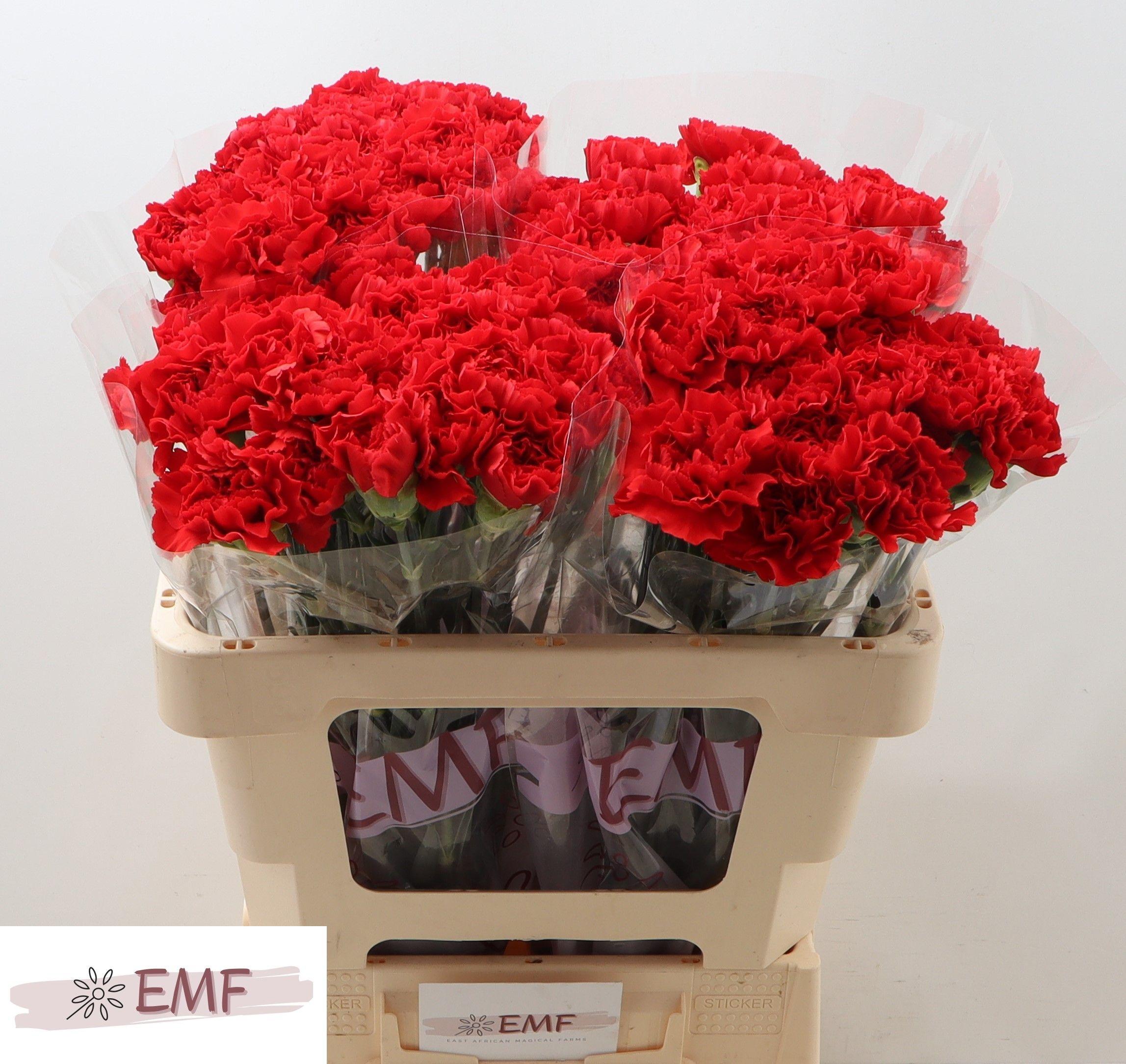 Dianthus Single Grand Slam 55cm
