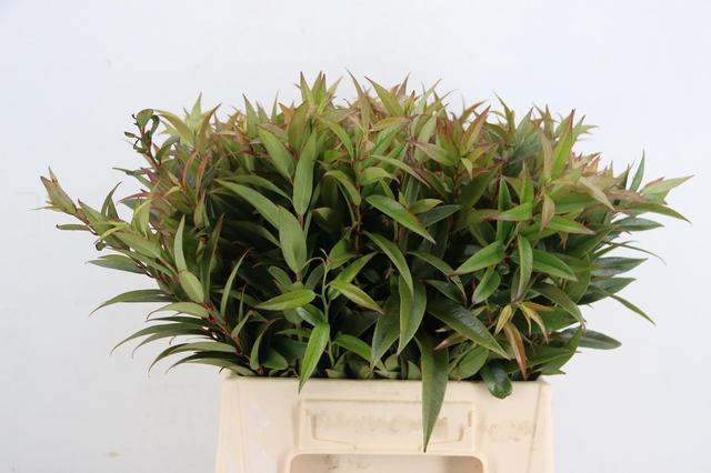 Leucothoe Fontanesiana Rainbow 45cm