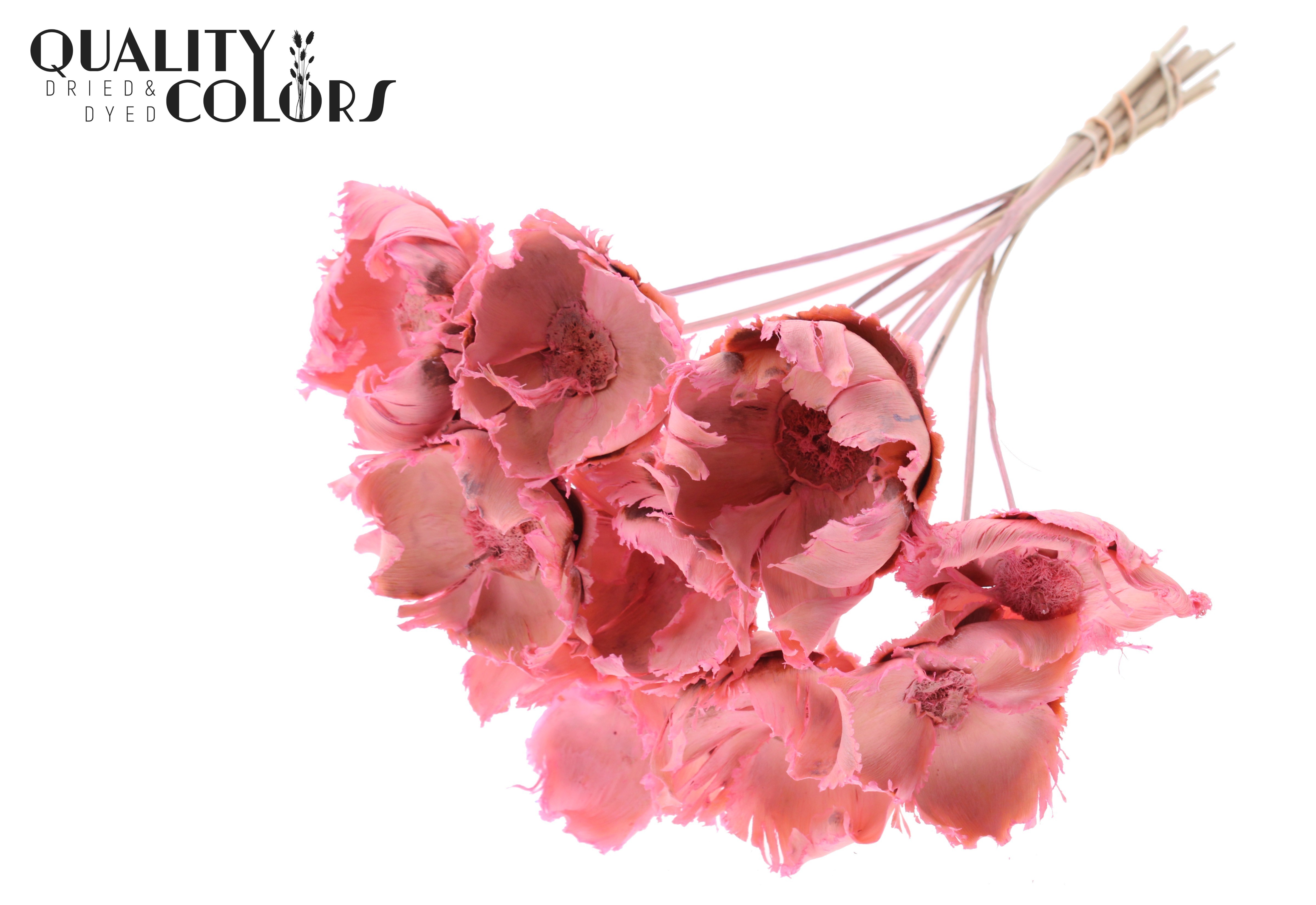 Palm Cup Intense Frosted Pink 50cm